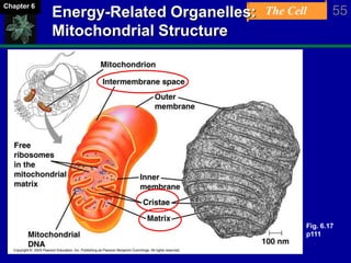 The Cell 55Chapter 6
Energy-Related Organelles:
Mitochondrial Structure
Fig. 6.17
p111
 