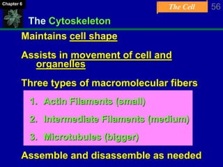 The Cell 56Chapter 6
The Cytoskeleton
Maintains cell shape
Assists in movement of cell and
organelles
Three types of macromolecular fibers
1. Actin Filaments (small)
2. Intermediate Filaments (medium)
3. Microtubules (bigger)
Assemble and disassemble as needed
 