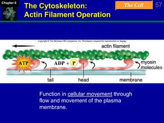The Cell 57Chapter 6
The Cytoskeleton:
Actin Filament Operation
Function in cellular movement through
flow and movement of the plasma
membrane.
 