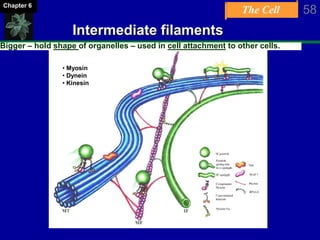 The Cell 58Chapter 6
Intermediate filaments
Bigger – hold shape of organelles – used in cell attachment to other cells.
• Myosin
• Dynein
• Kinesin
 