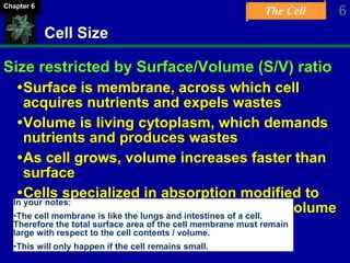 The Cell 6Chapter 6
Cell Size
Size restricted by Surface/Volume (S/V) ratio
Surface is membrane, across which cell
acquires nutrients and expels wastes
Volume is living cytoplasm, which demands
nutrients and produces wastes
As cell grows, volume increases faster than
surface
Cells specialized in absorption modified to
greatly increase surface area per unit volume
In your notes:
•The cell membrane is like the lungs and intestines of a cell.
Therefore the total surface area of the cell membrane must remain
large with respect to the cell contents / volume.
•This will only happen if the cell remains small.
 
