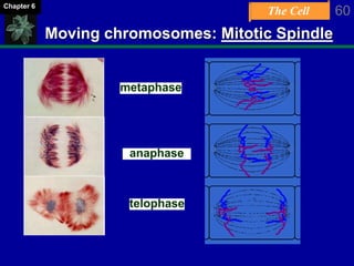 The Cell 60Chapter 6
Moving chromosomes: Mitotic Spindle
metaphase
anaphase
telophase
 