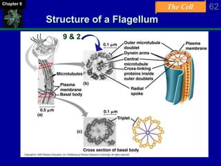 The Cell 62Chapter 6
Structure of a Flagellum
9 & 2
 