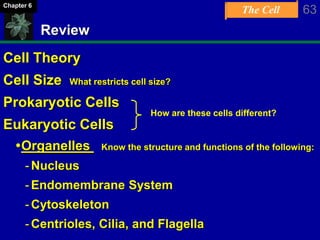 The Cell 63Chapter 6
Review
Cell Theory
Cell Size What restricts cell size?
Prokaryotic Cells
Eukaryotic Cells
Organelles Know the structure and functions of the following:
-Nucleus
-Endomembrane System
-Cytoskeleton
-Centrioles, Cilia, and Flagella
How are these cells different?
 