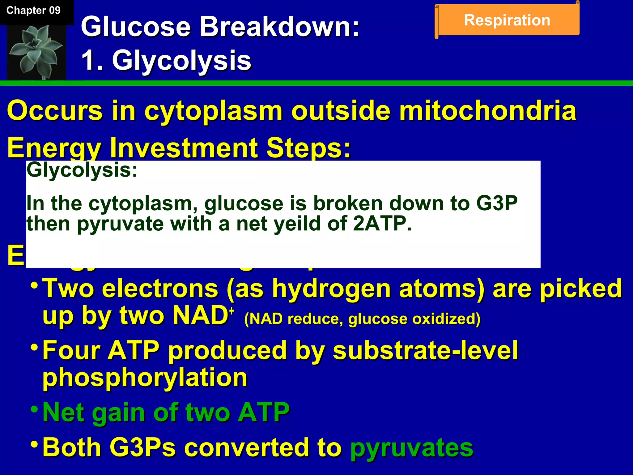Chapter 09
Respiration
Glucose Breakdown:Glucose Breakdown:
1. Glycolysis1. Glycolysis
Occurs in cytoplasm outside mitochondriaOccurs in cytoplasm outside mitochondria
Energy Investment Steps:Energy Investment Steps:
Two ATP are used to activate glucoseTwo ATP are used to activate glucose
Glucose splits into two G3P moleculesGlucose splits into two G3P molecules
Energy Harvesting Steps:Energy Harvesting Steps:
Two electrons (as hydrogen atoms) are pickedTwo electrons (as hydrogen atoms) are picked
up by two NADup by two NAD++
(NAD reduce, glucose oxidized)(NAD reduce, glucose oxidized)
Four ATP produced by substrate-levelFour ATP produced by substrate-level
phosphorylationphosphorylation
Net gain of two ATPNet gain of two ATP
Both G3Ps converted toBoth G3Ps converted to pyruvatespyruvates
Glycolysis:
In the cytoplasm, glucose is broken down to G3P
then pyruvate with a net yeild of 2ATP.
 