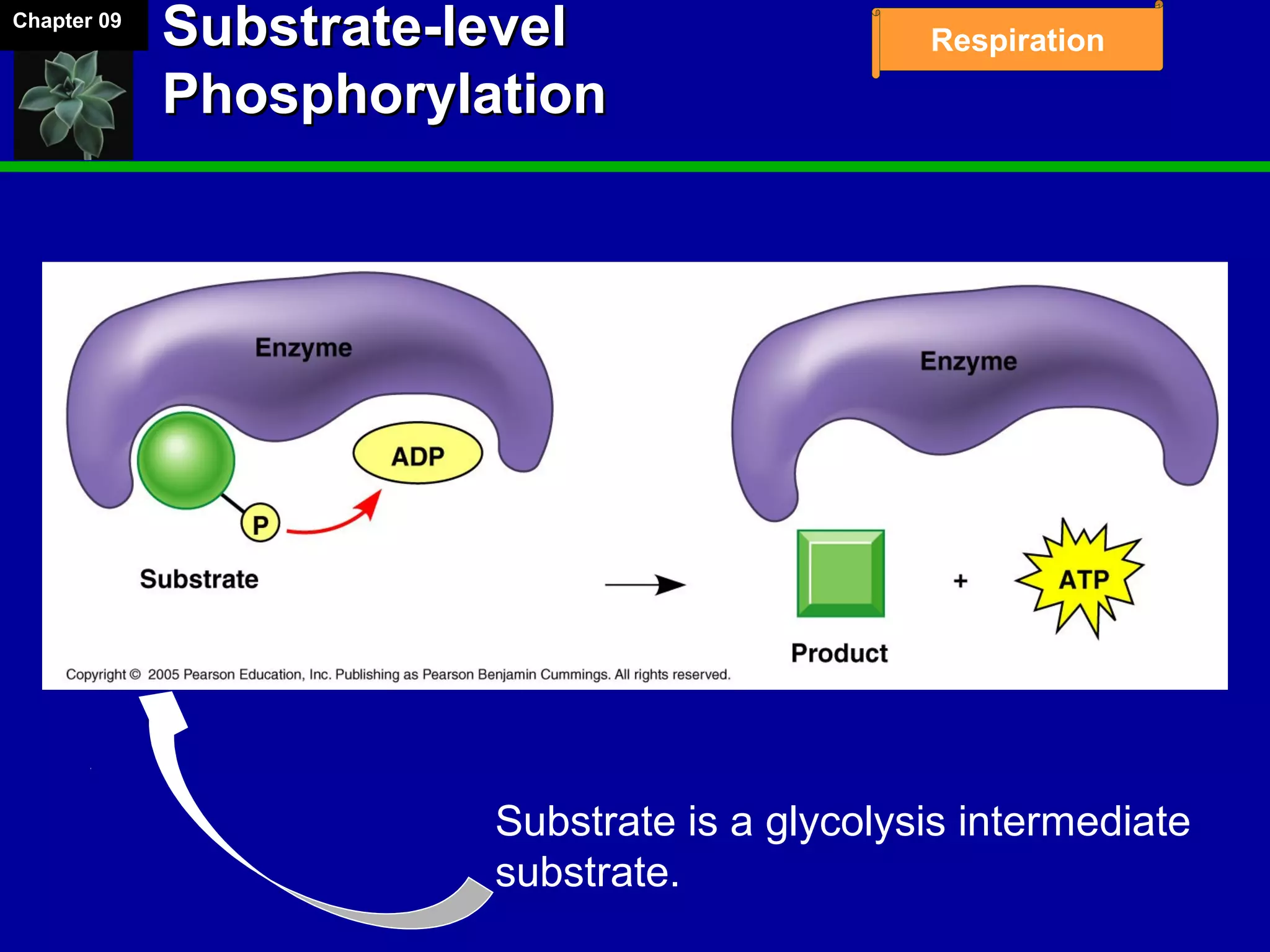 Chapter 09
RespirationSubstrate-levelSubstrate-level
PhosphorylationPhosphorylation
Substrate is a glycolysis intermediate
substrate.
 
