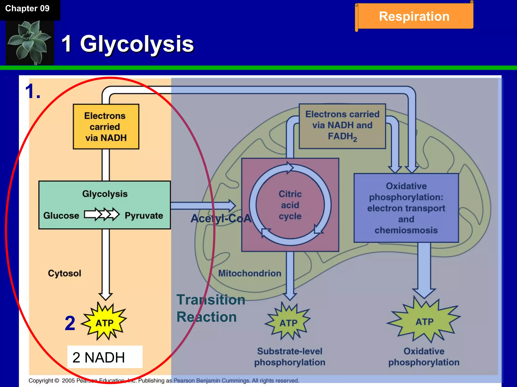 Chapter 09
Respiration
1 Glycolysis1 Glycolysis
Transition
Reaction
1.
2
Acetyl-CoA
2 NADH
 