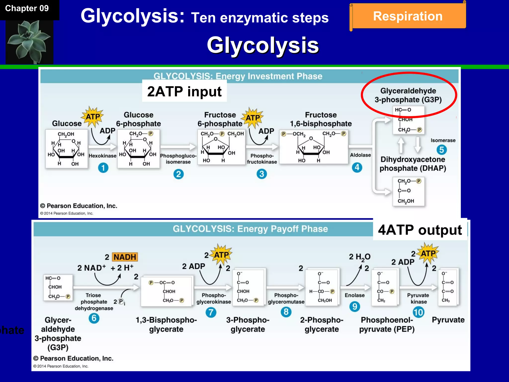 Chapter 09
Respiration
GlycolysisGlycolysis
Glycolysis: Ten enzymatic steps
phate
2ATP input
4ATP output
 