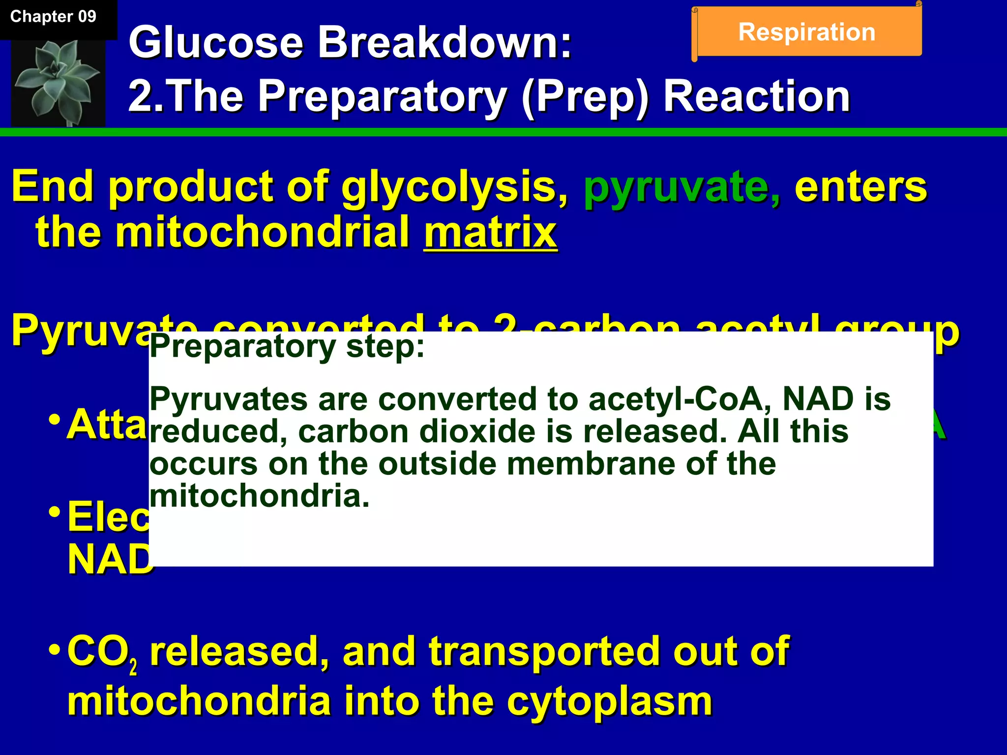 Chapter 09
Respiration
Glucose Breakdown:Glucose Breakdown:
2.The Preparatory (Prep) Reaction2.The Preparatory (Prep) Reaction
End product of glycolysis,End product of glycolysis, pyruvate,pyruvate, entersenters
the mitochondrialthe mitochondrial matrixmatrix
Pyruvate converted to 2-carbon acetyl groupPyruvate converted to 2-carbon acetyl group
Attached to Coenzyme A to formAttached to Coenzyme A to form acetyl-CoAacetyl-CoA
Electrons picked up (as hydrogen atom) byElectrons picked up (as hydrogen atom) by
NADNAD+ (reduction)+ (reduction)
COCO22 released, and transported out ofreleased, and transported out of
mitochondria into the cytoplasmmitochondria into the cytoplasm
Preparatory step:
Pyruvates are converted to acetyl-CoA, NAD is
reduced, carbon dioxide is released. All this
occurs on the outside membrane of the
mitochondria.
 