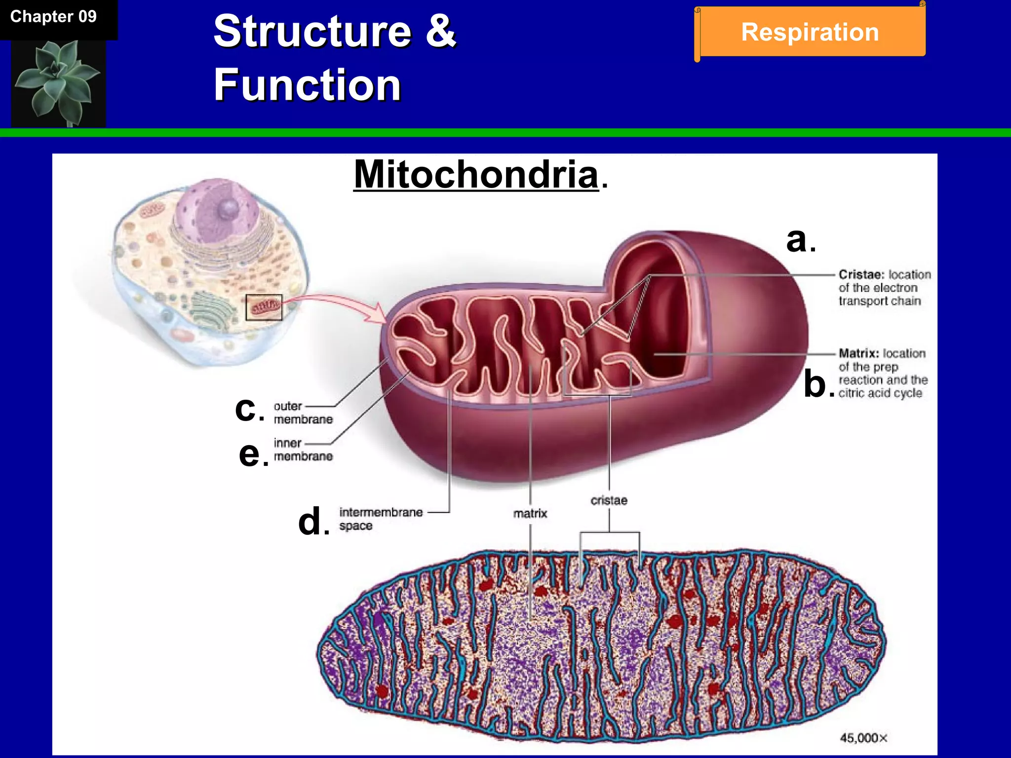 Chapter 09
RespirationStructure &Structure &
FunctionFunction
a.
b.
c.
e.
d.
Mitochondria.
 