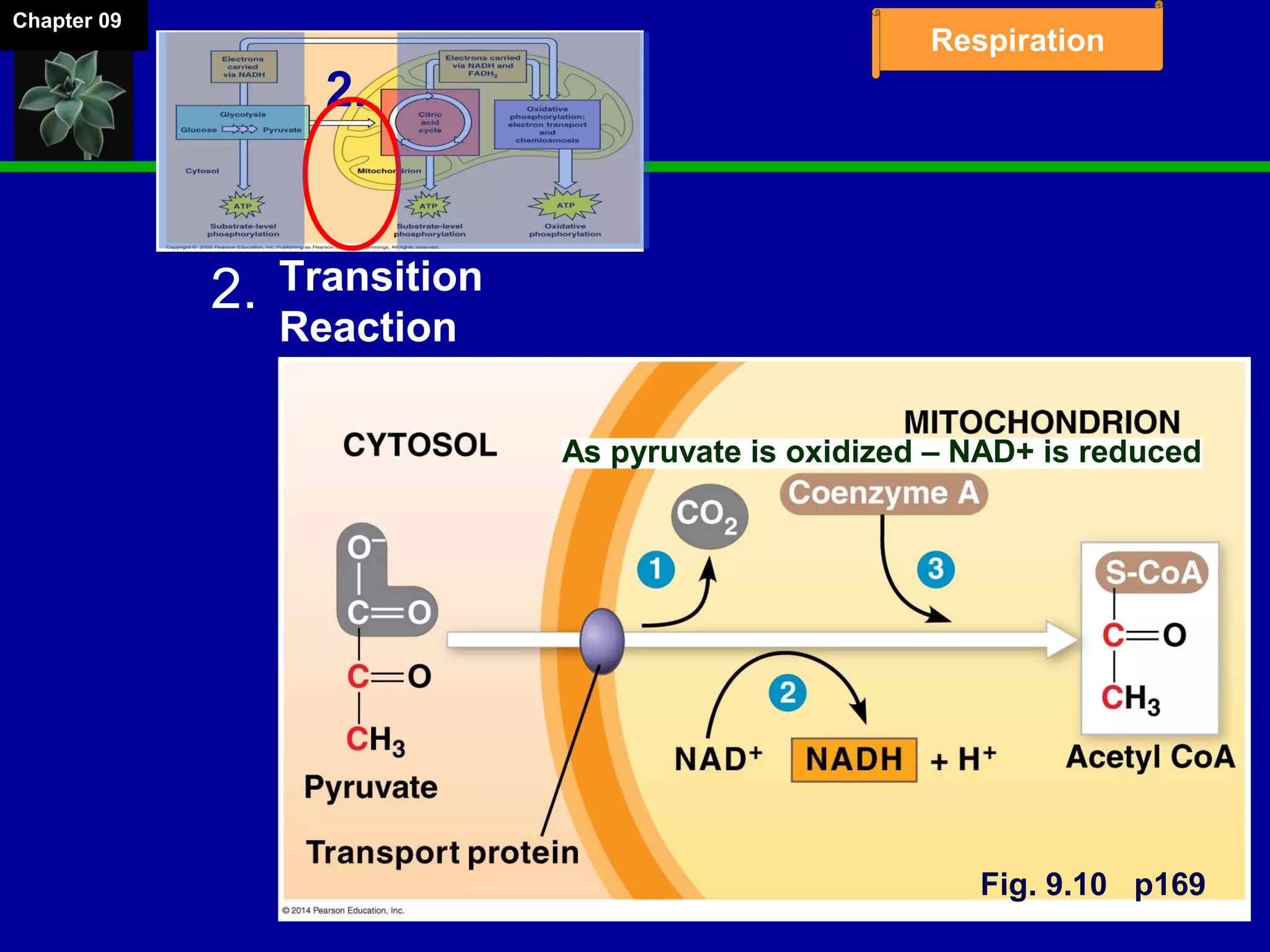 Chapter 09
Respiration
As pyruvate is oxidized – NAD+ is reduced
Transition
Reaction
2.
2.
Fig. 9.10 p169
 