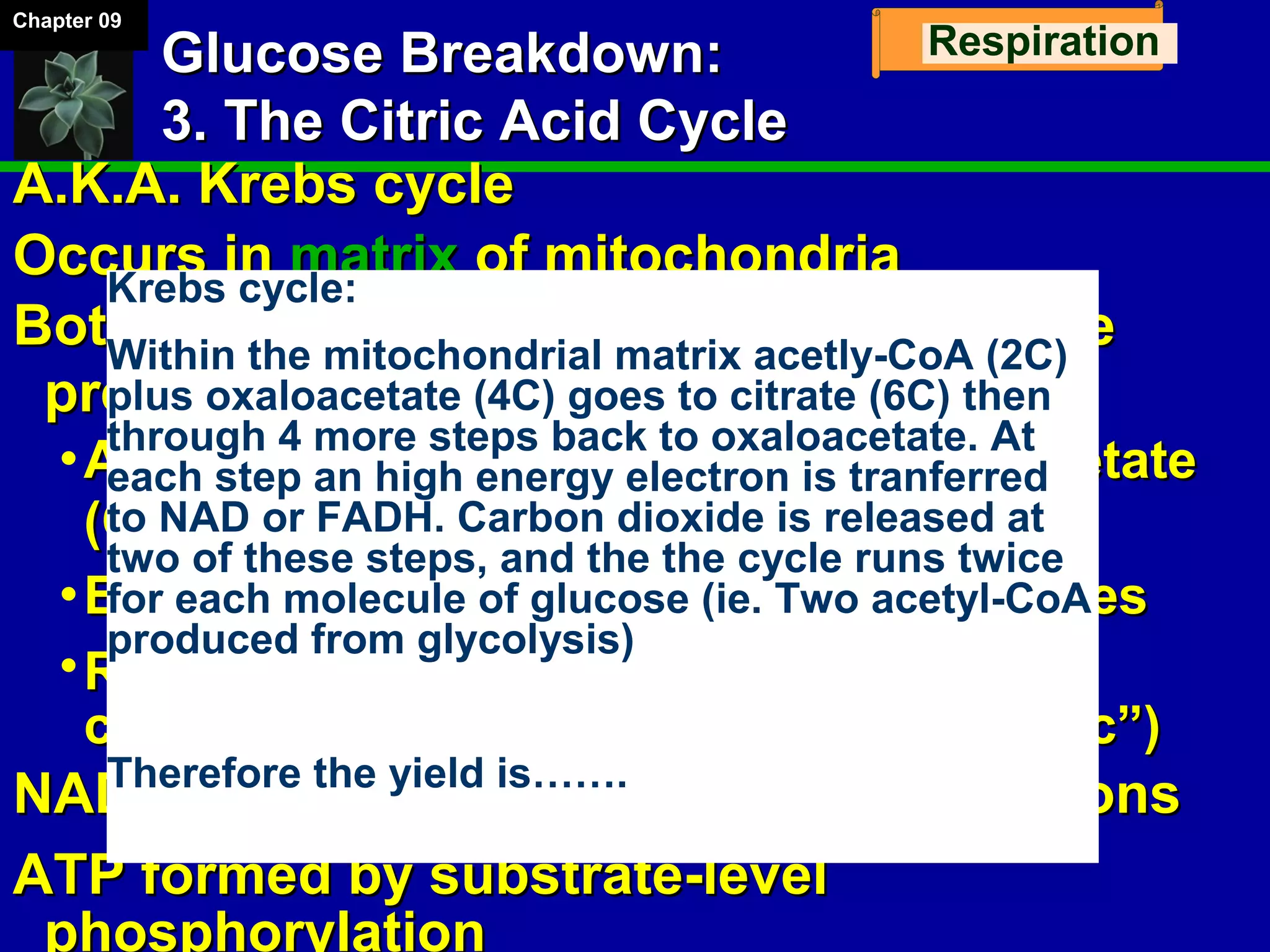 Chapter 09
Respiration
Glucose Breakdown:Glucose Breakdown:
3. The Citric Acid Cycle3. The Citric Acid Cycle
A.K.A. Krebs cycleA.K.A. Krebs cycle
Occurs inOccurs in matrixmatrix of mitochondriaof mitochondria
Both acetyl (CBoth acetyl (C22) groups received from the) groups received from the
preparatory reaction:preparatory reaction:
Acetyl (CAcetyl (C22) group transferred to oxaloacetate) group transferred to oxaloacetate
(C(C22) to make citrate (C) to make citrate (C66))
Each acetyl oxidized to two COEach acetyl oxidized to two CO22 moleculesmolecules
Remaining 4 carbons from oxaloacetateRemaining 4 carbons from oxaloacetate
converted restart the cycle. (thus “cyclic”)converted restart the cycle. (thus “cyclic”)
NADH, FADHNADH, FADH22 capture energy rich electronscapture energy rich electrons
ATP formed by substrate-levelATP formed by substrate-level
phosphorylation
Krebs cycle:
Within the mitochondrial matrix acetly-CoA (2C)
plus oxaloacetate (4C) goes to citrate (6C) then
through 4 more steps back to oxaloacetate. At
each step an high energy electron is tranferred
to NAD or FADH. Carbon dioxide is released at
two of these steps, and the the cycle runs twice
for each molecule of glucose (ie. Two acetyl-CoA
produced from glycolysis)
Therefore the yield is…….
Respiration
 