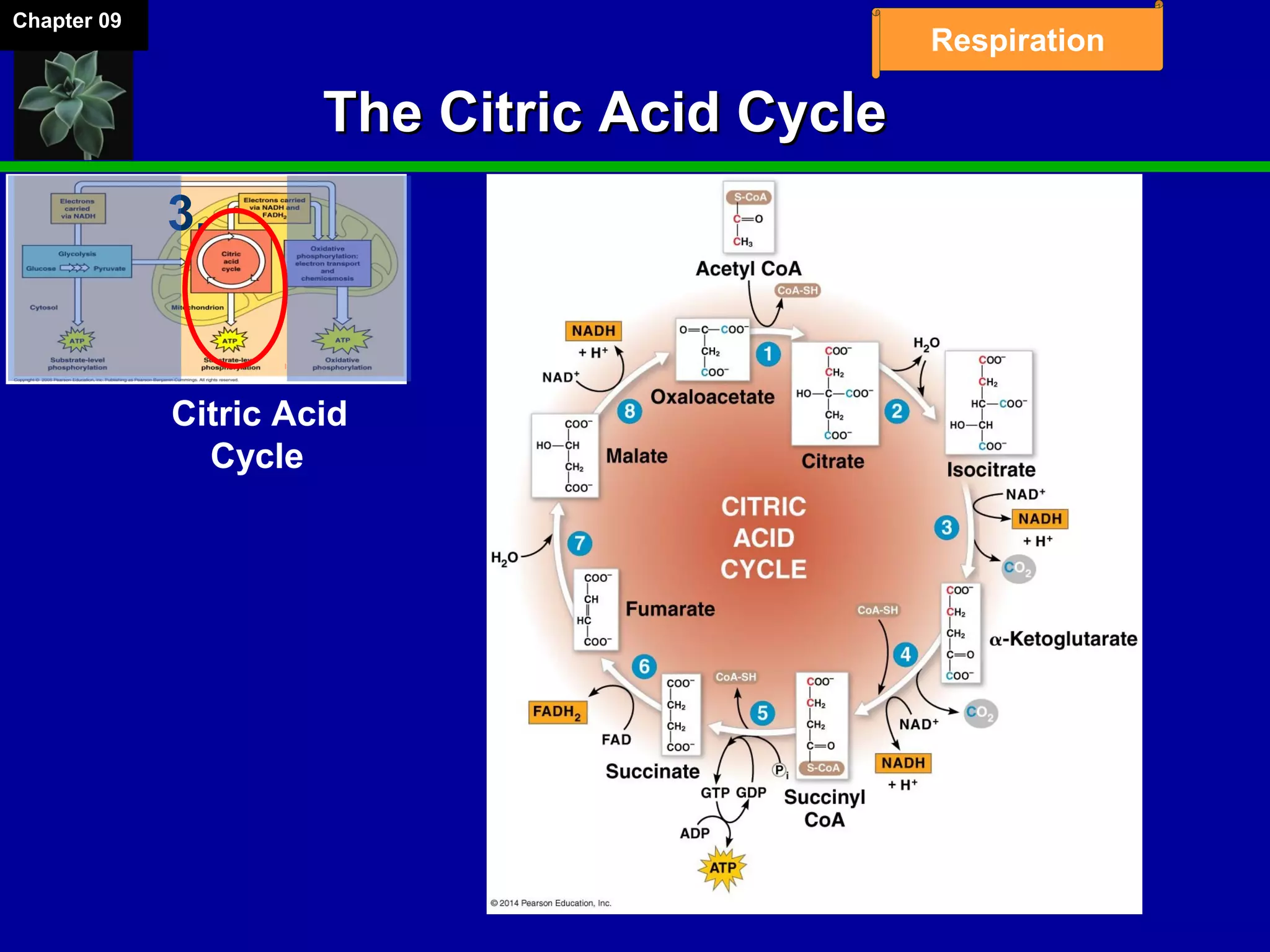 Chapter 09
Respiration
Citric Acid
Cycle
3.
The Citric Acid CycleThe Citric Acid Cycle
 