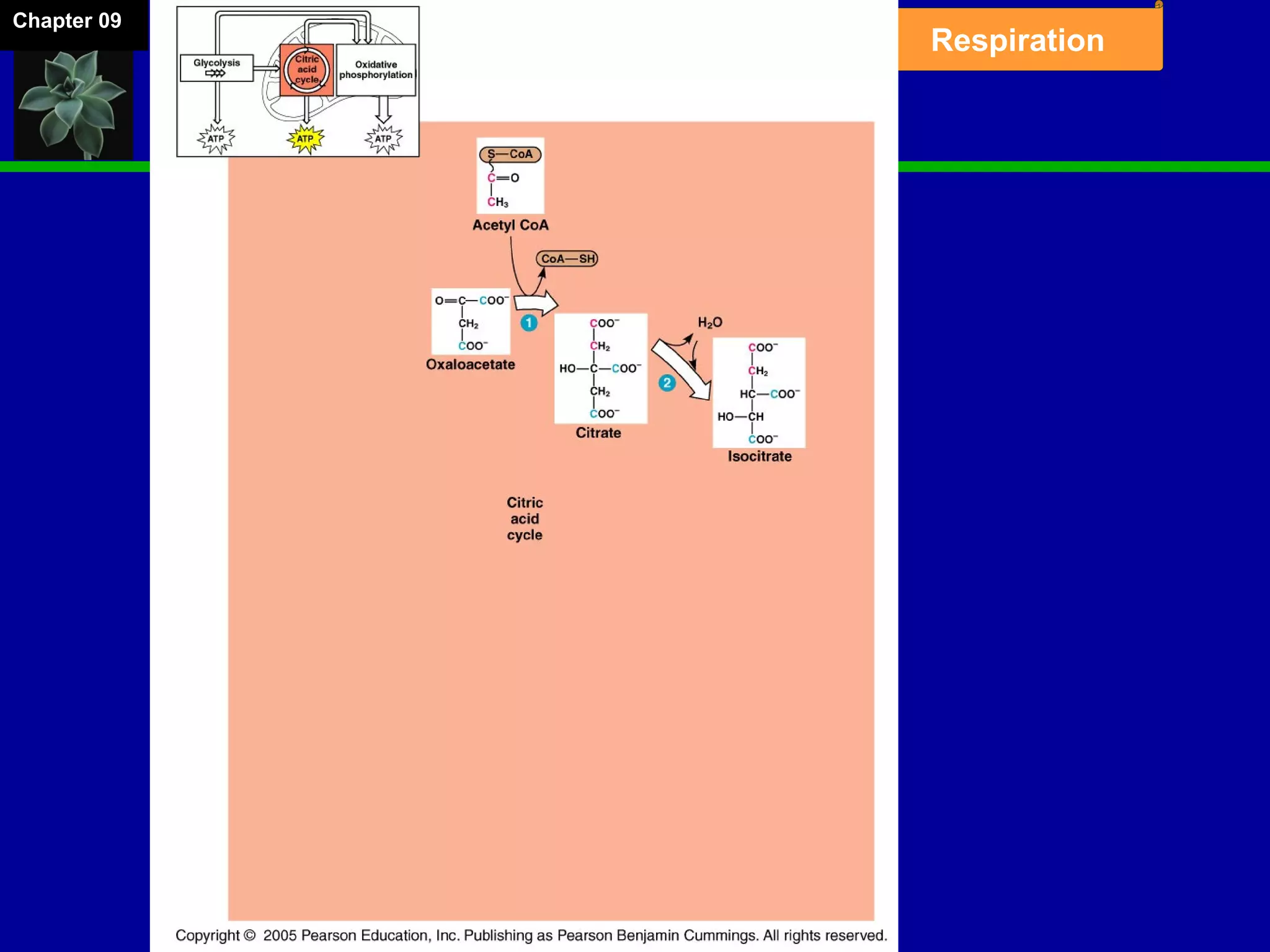 Chapter 09
Respiration
 