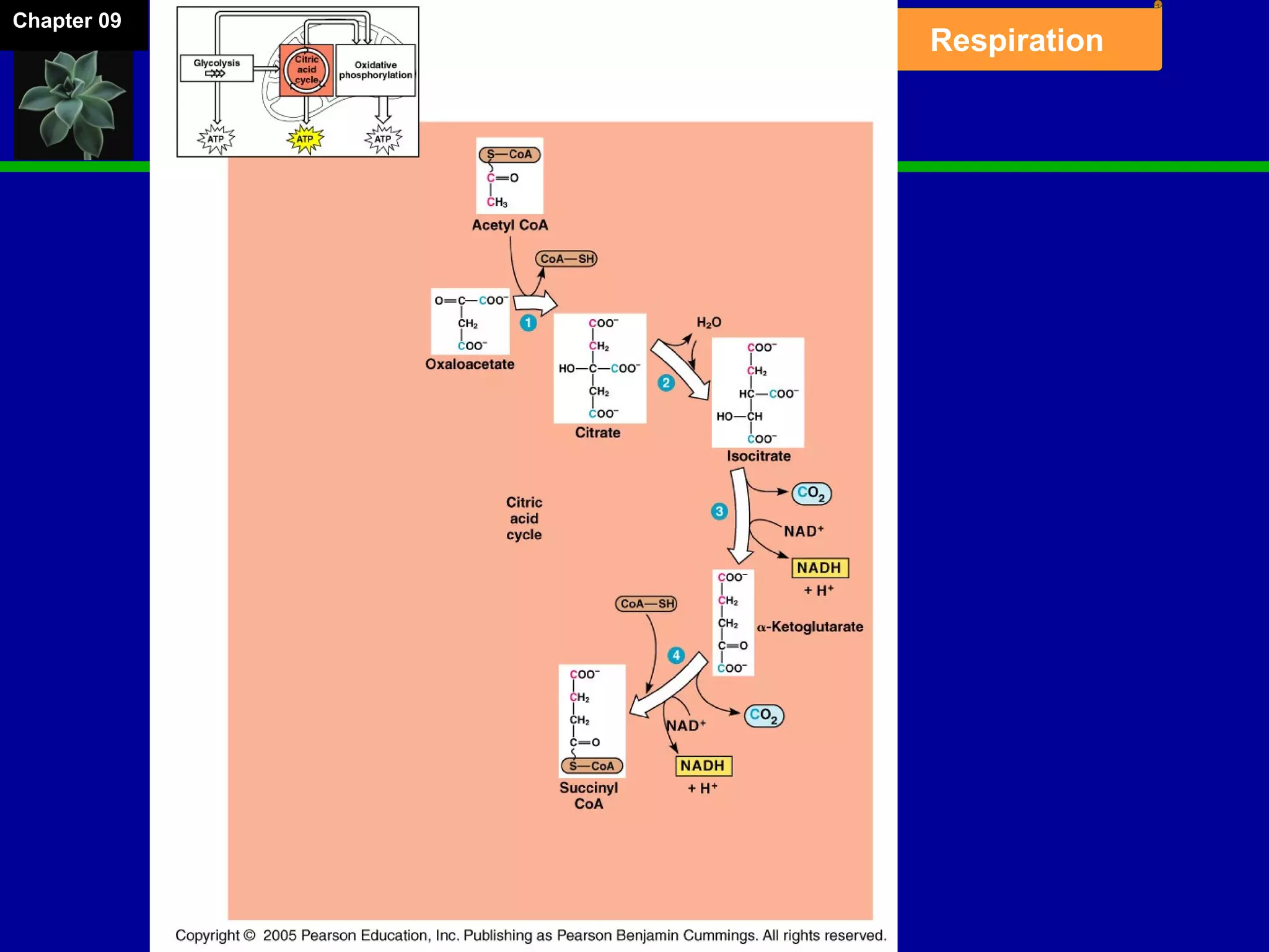 Chapter 09
Respiration
 