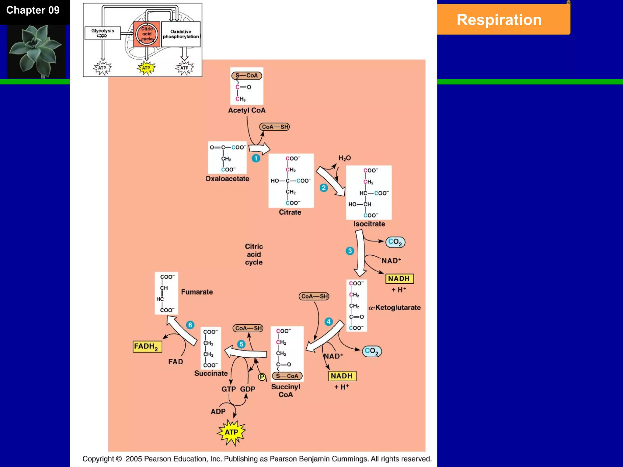 Chapter 09
Respiration
 