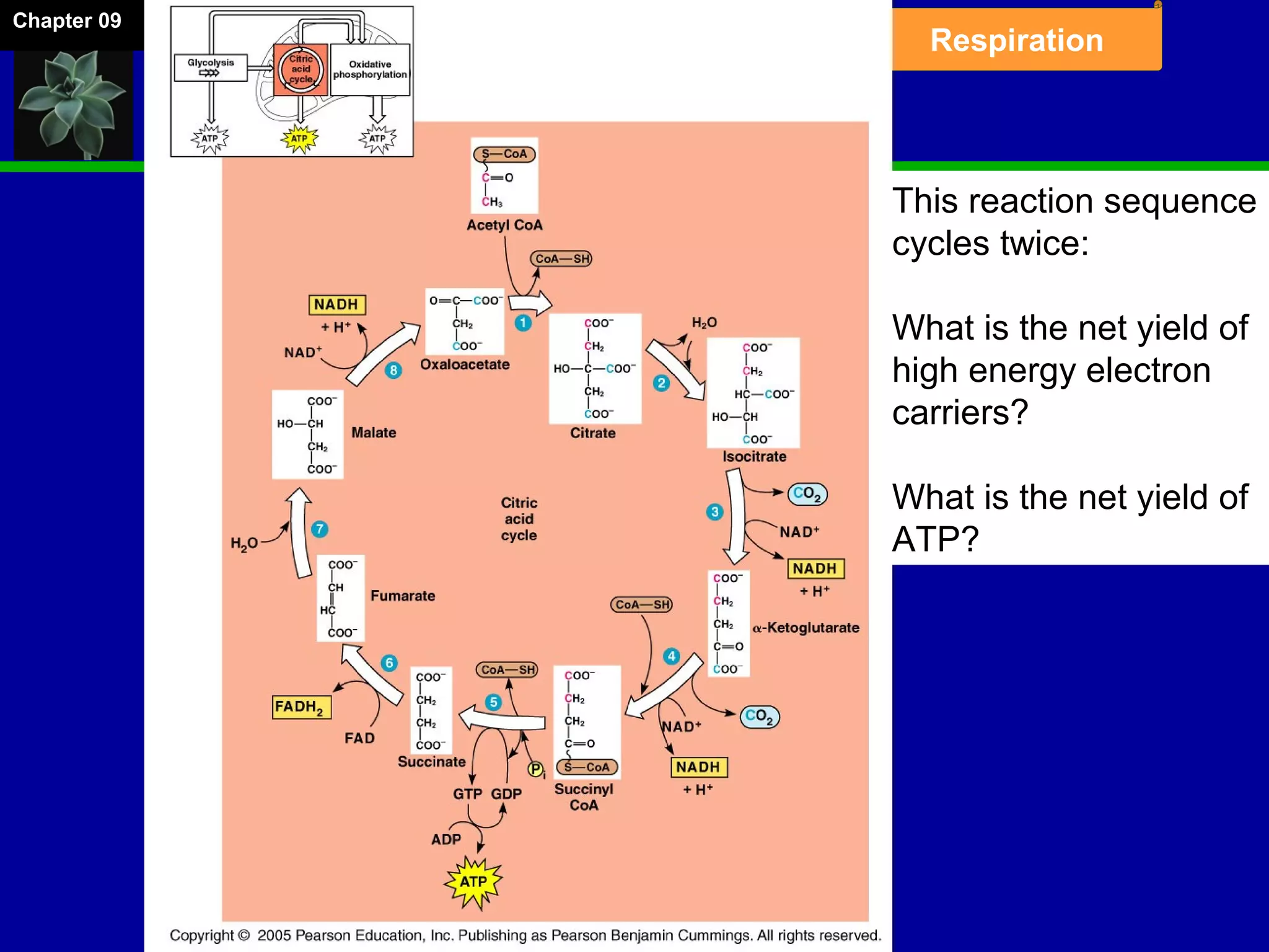 Chapter 09
Respiration
This reaction sequence
cycles twice:
What is the net yield of
high energy electron
carriers?
What is the net yield of
ATP?
 