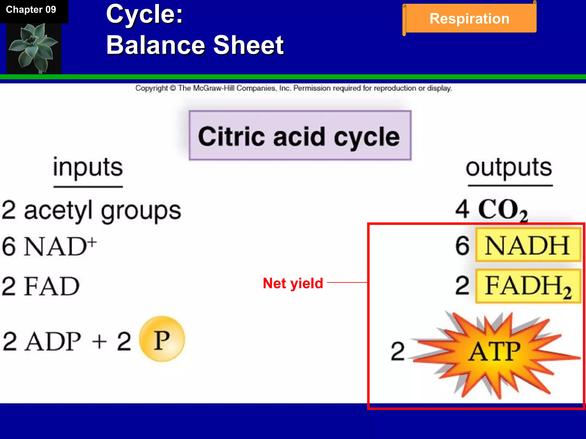 Chapter 09
RespirationCycle:Cycle:
Balance SheetBalance Sheet
Net yield
 