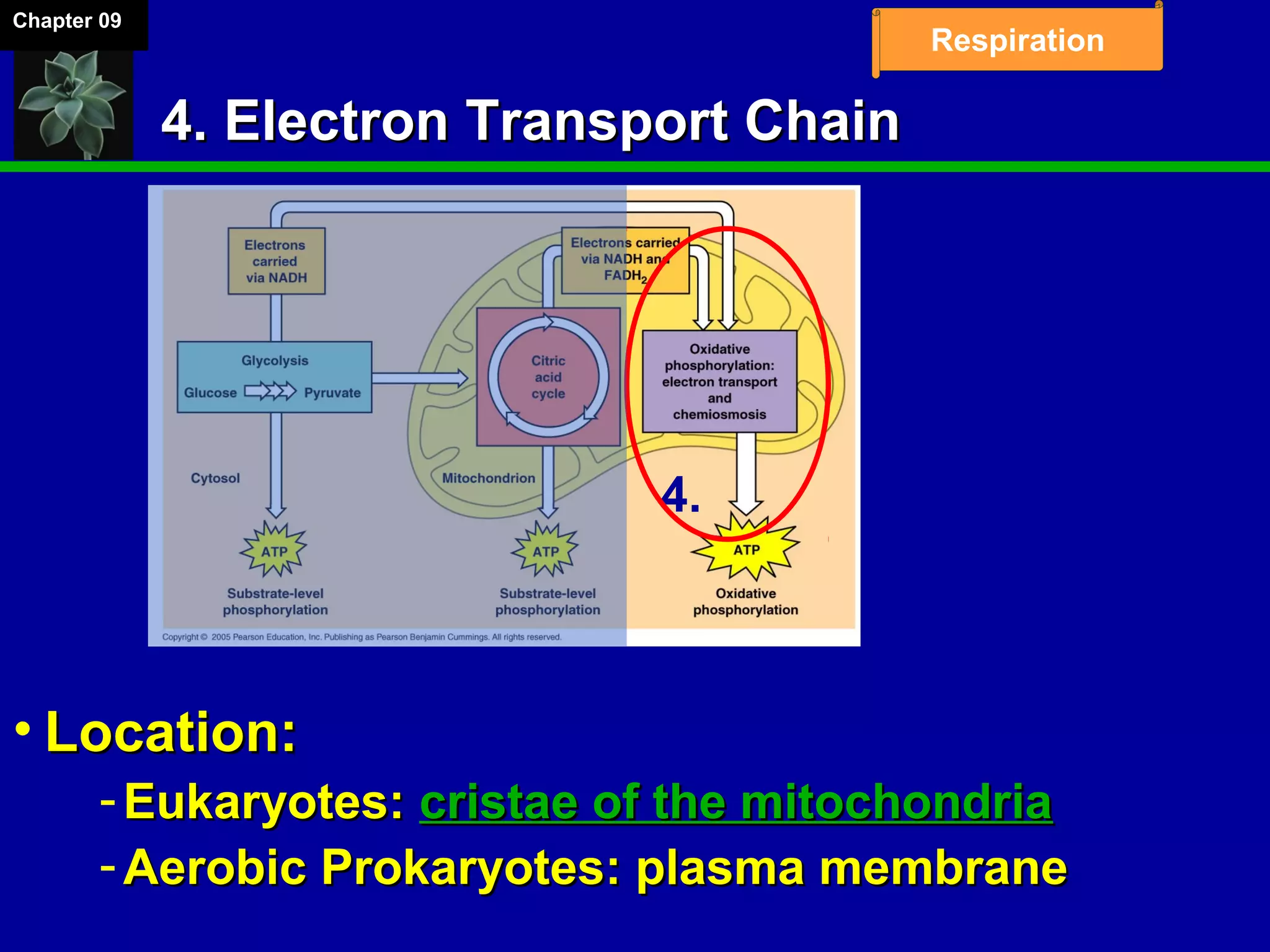 Chapter 09
Respiration
4. Electron Transport Chain4. Electron Transport Chain
• Location:Location:
­ Eukaryotes:Eukaryotes: cristae of the mitochondriacristae of the mitochondria
­ Aerobic Prokaryotes: plasma membraneAerobic Prokaryotes: plasma membrane
4.
 
