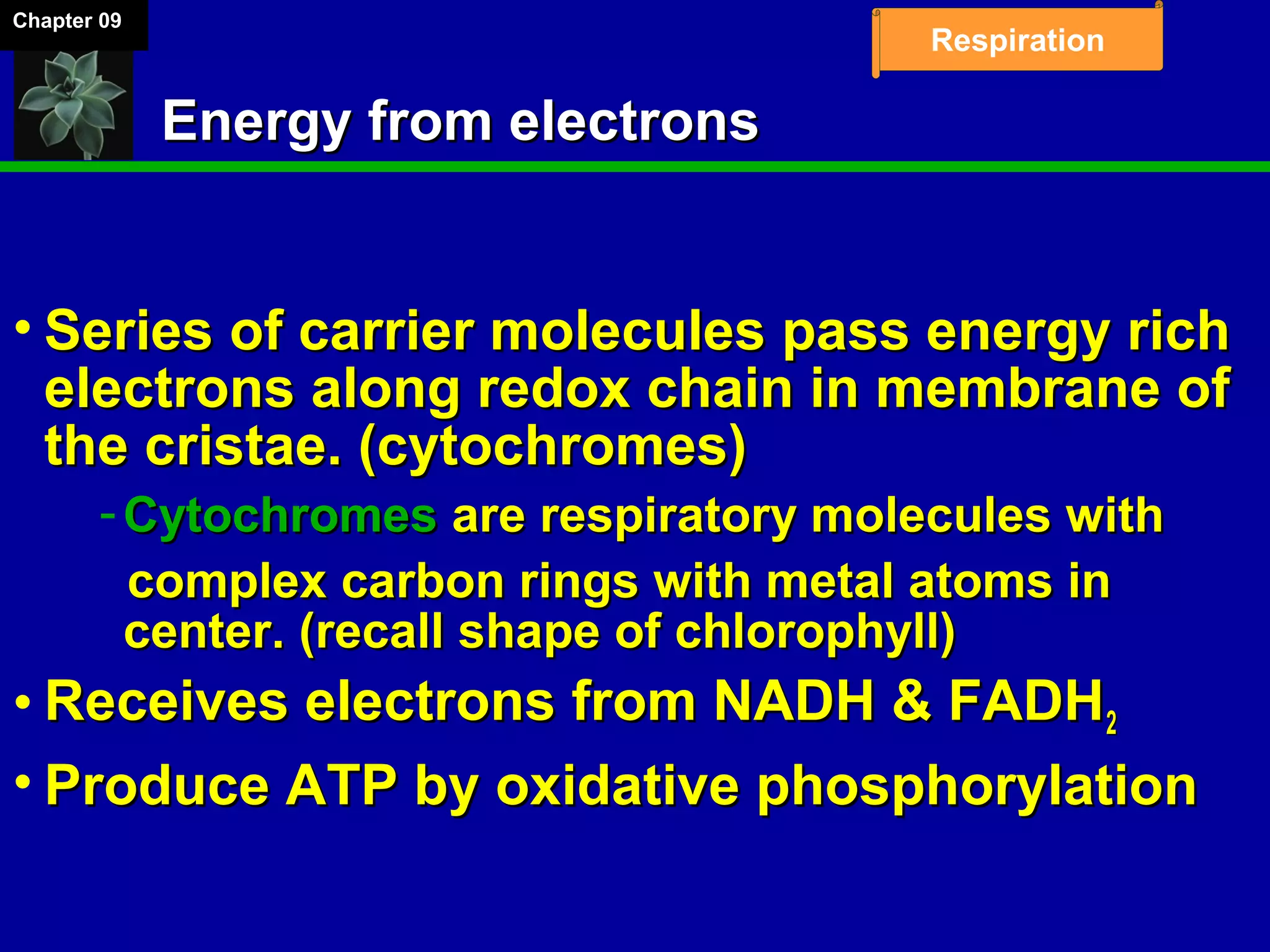Chapter 09
Respiration
Energy from electronsEnergy from electrons
• Series of carrier molecules pass energy richSeries of carrier molecules pass energy rich
electrons along redox chain in membrane ofelectrons along redox chain in membrane of
the cristae. (cytochromes)the cristae. (cytochromes)
­ CytochromesCytochromes are respiratory molecules withare respiratory molecules with
complex carbon rings with metal atoms incomplex carbon rings with metal atoms in
center. (recall shape of chlorophyll)center. (recall shape of chlorophyll)
• Receives electrons from NADH & FADHReceives electrons from NADH & FADH22
• Produce ATP by oxidative phosphorylationProduce ATP by oxidative phosphorylation
 