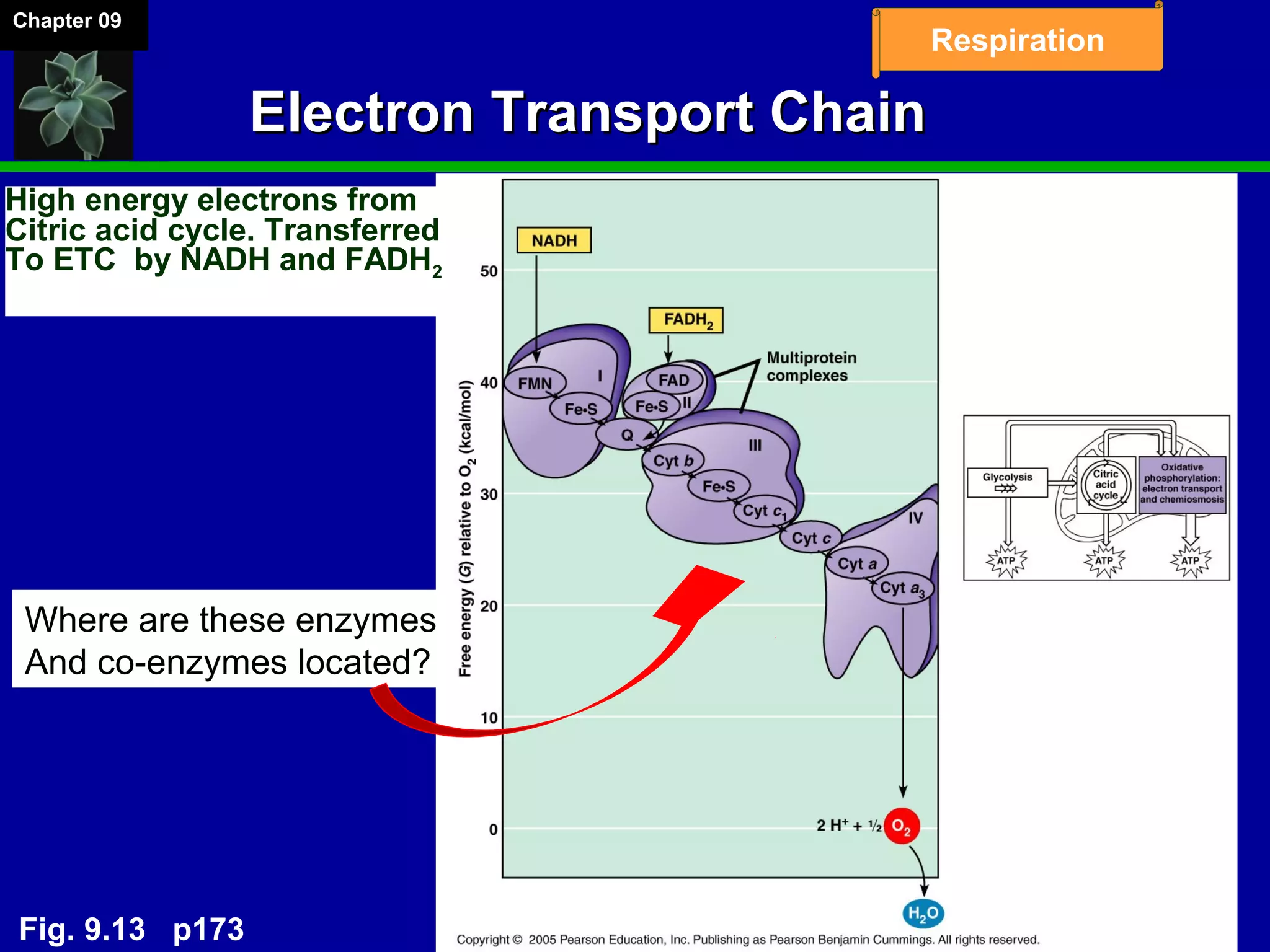Chapter 09
Respiration
Electron Transport ChainElectron Transport Chain
High energy electrons from
Citric acid cycle. Transferred
To ETC by NADH and FADH2
Where are these enzymes
And co­enzymes located?
Fig. 9.13 p173
 