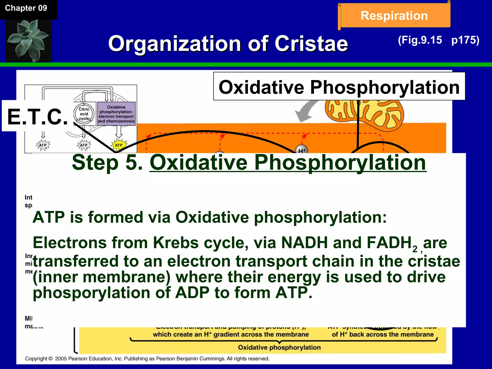 Chapter 09
Respiration
Organization of CristaeOrganization of Cristae
E.T.C.
Oxidative Phosphorylation
Step 5. Oxidative Phosphorylation
ATP is formed via Oxidative phosphorylation:
Electrons from Krebs cycle, via NADH and FADH2 ,are
transferred to an electron transport chain in the cristae
(inner membrane) where their energy is used to drive
phosporylation of ADP to form ATP.
(Fig.9.15 p175)
 