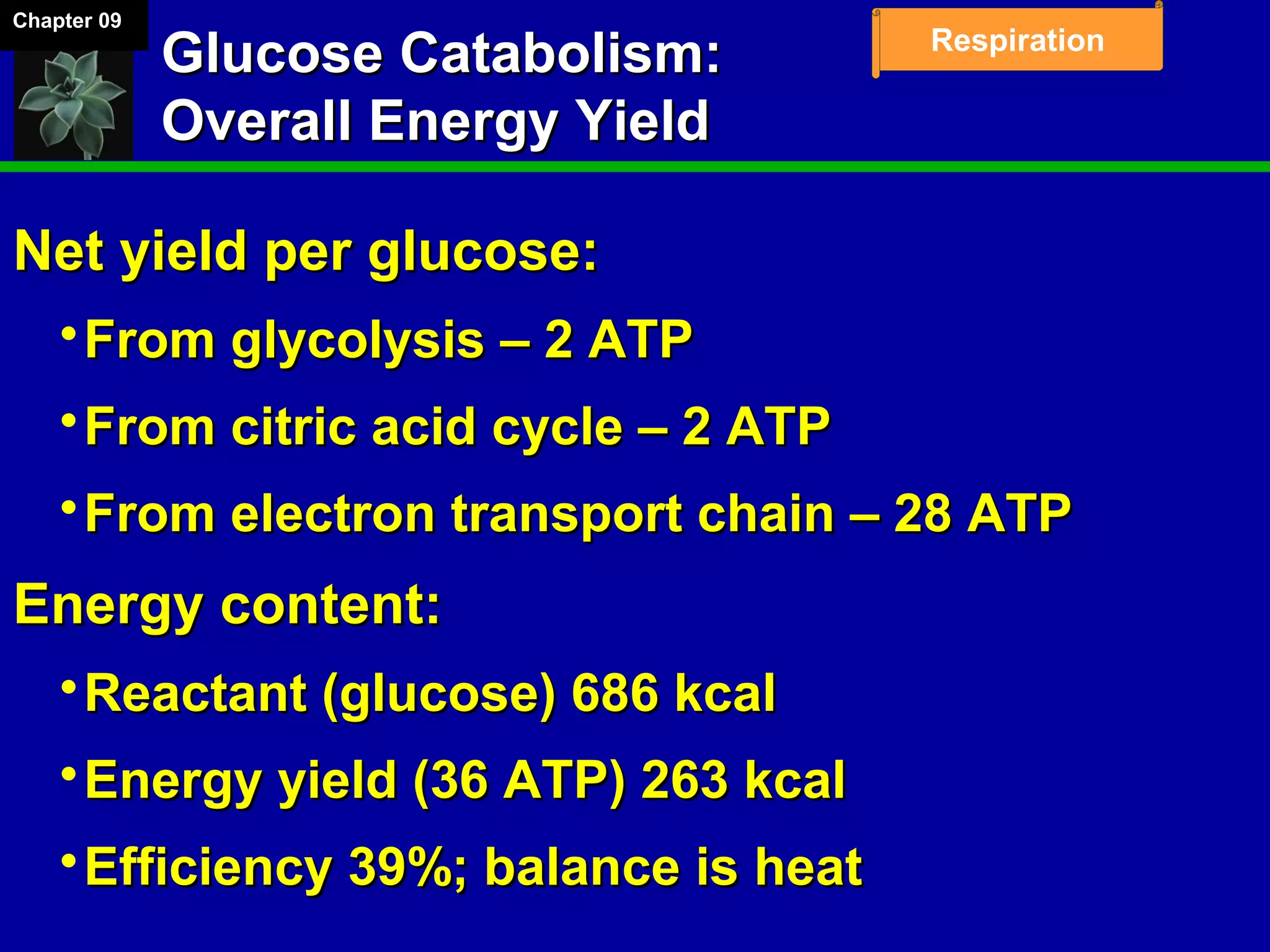 Chapter 09
Respiration
Glucose Catabolism:Glucose Catabolism:
Overall Energy YieldOverall Energy Yield
Net yield per glucose:Net yield per glucose:
From glycolysis – 2 ATPFrom glycolysis – 2 ATP
From citric acid cycle – 2 ATPFrom citric acid cycle – 2 ATP
From electron transport chain – 28 ATPFrom electron transport chain – 28 ATP
Energy content:Energy content:
Reactant (glucose) 686 kcalReactant (glucose) 686 kcal
Energy yield (36 ATP) 263 kcalEnergy yield (36 ATP) 263 kcal
Efficiency 39%; balance is heatEfficiency 39%; balance is heat
 