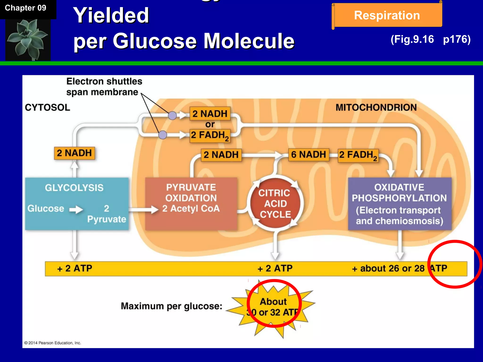 Chapter 09
RespirationYieldedYielded
per Glucose Moleculeper Glucose Molecule (Fig.9.16 p176)
 