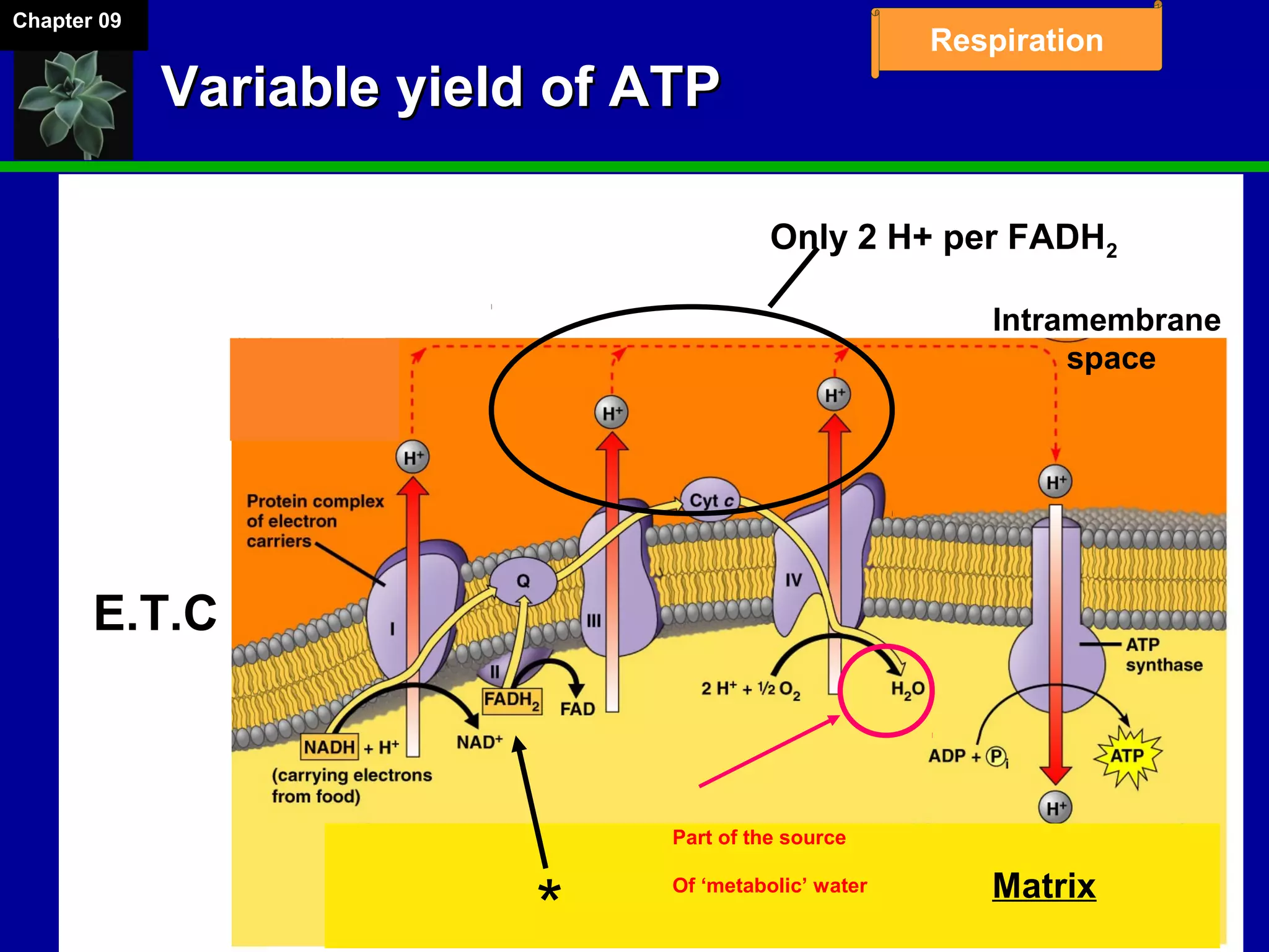 Chapter 09
Respiration
Variable yield of ATPVariable yield of ATP
Only 2 H+ per FADH2
*
Intramembrane
space
Matrix
E.T.C
Part of the source
Of ‘metabolic’ water
 