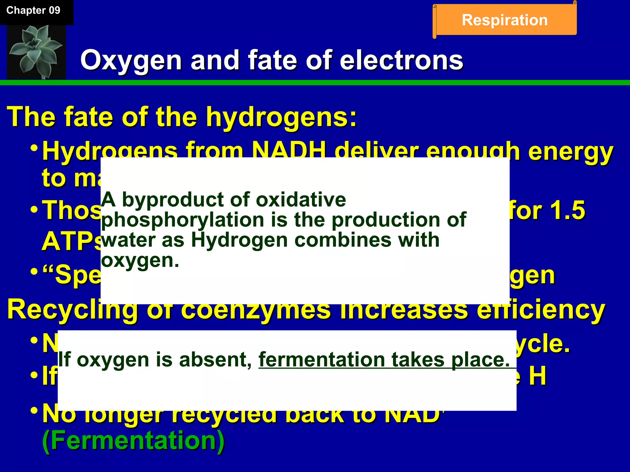 Chapter 09
Respiration
Oxygen and fate of electronsOxygen and fate of electrons
The fate of the hydrogens:The fate of the hydrogens:
Hydrogens from NADH deliver enough energyHydrogens from NADH deliver enough energy
to make 2.5 ATPsto make 2.5 ATPs
Those from FADHThose from FADH22 have only enough for 1.5have only enough for 1.5
ATPsATPs
““Spent” hydrogens combine with oxygenSpent” hydrogens combine with oxygen
Recycling of coenzymes increases efficiencyRecycling of coenzymes increases efficiency
NAD+ and FADH return to the Krebs cycle.NAD+ and FADH return to the Krebs cycle.
If OIf O22 not present, NADH cannot release Hnot present, NADH cannot release H
No longer recycled back to NADNo longer recycled back to NAD++
(Fermentation)(Fermentation)
A byproduct of oxidative
phosphorylation is the production of
water as Hydrogen combines with
oxygen.
If oxygen is absent, fermentation takes place.
 