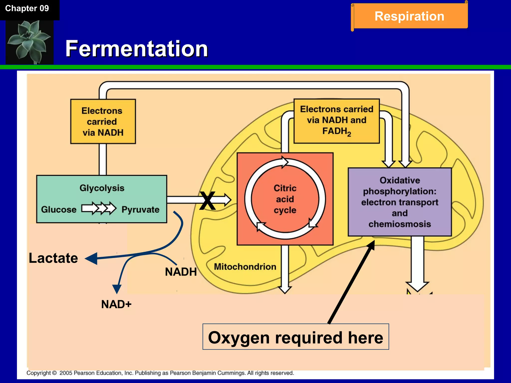 Chapter 09
Respiration
FermentationFermentation
Oxygen required here
X
Lactate
NADH
NAD+
 