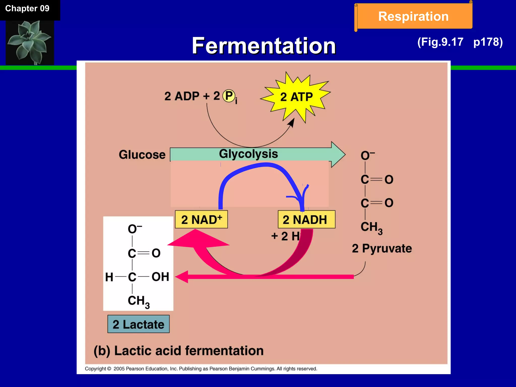 Chapter 09
Respiration
FermentationFermentation (Fig.9.17 p178)
 