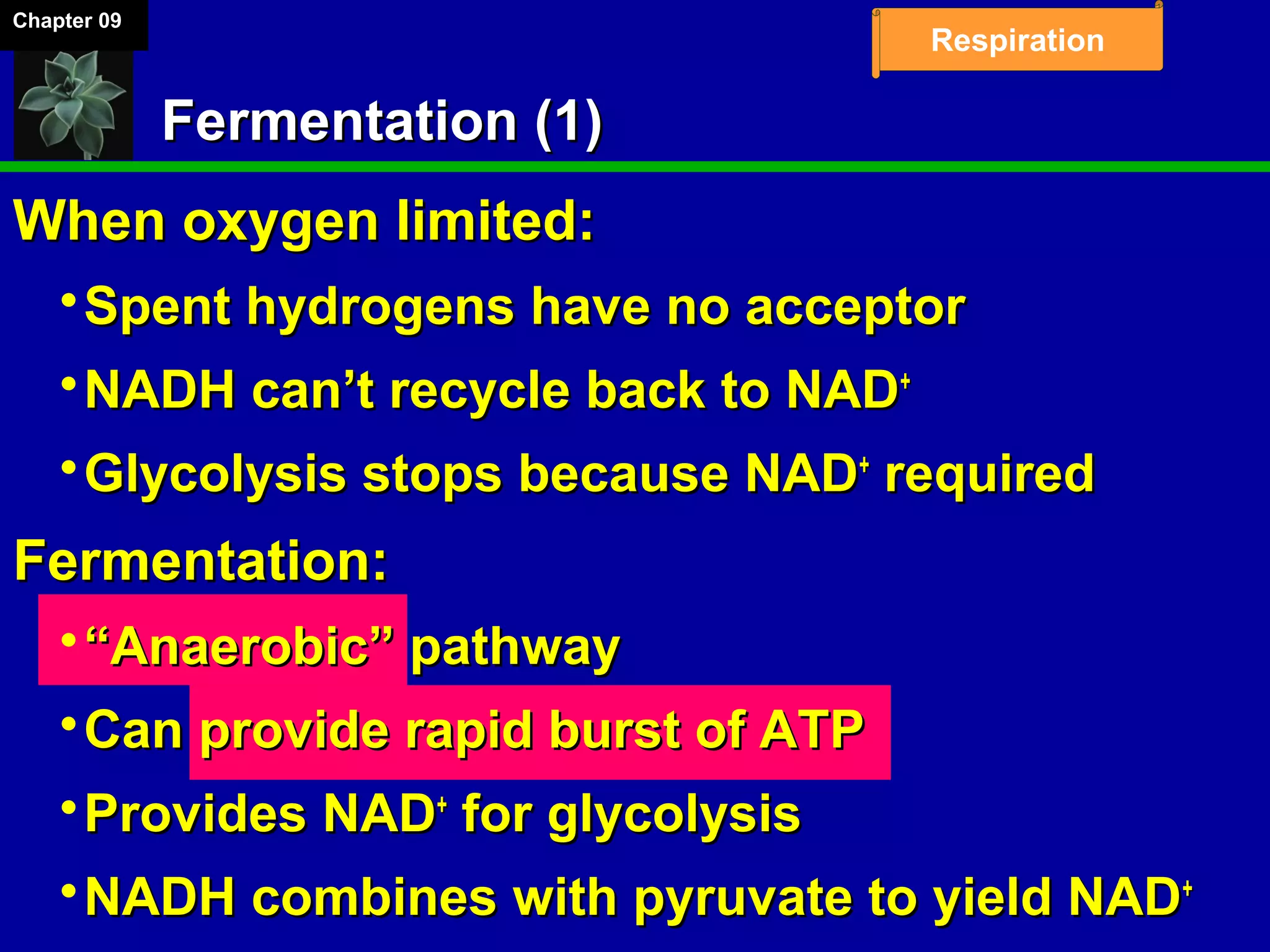 Chapter 09
Respiration
Fermentation (1)Fermentation (1)
When oxygen limited:When oxygen limited:
Spent hydrogens have no acceptorSpent hydrogens have no acceptor
NADH can’t recycle back to NADNADH can’t recycle back to NAD++
Glycolysis stops because NADGlycolysis stops because NAD++
requiredrequired
Fermentation:Fermentation:
““Anaerobic” pathwayAnaerobic” pathway
Can provide rapid burst of ATPCan provide rapid burst of ATP
Provides NADProvides NAD++
for glycolysisfor glycolysis
NADH combines with pyruvate to yield NADNADH combines with pyruvate to yield NAD++
 