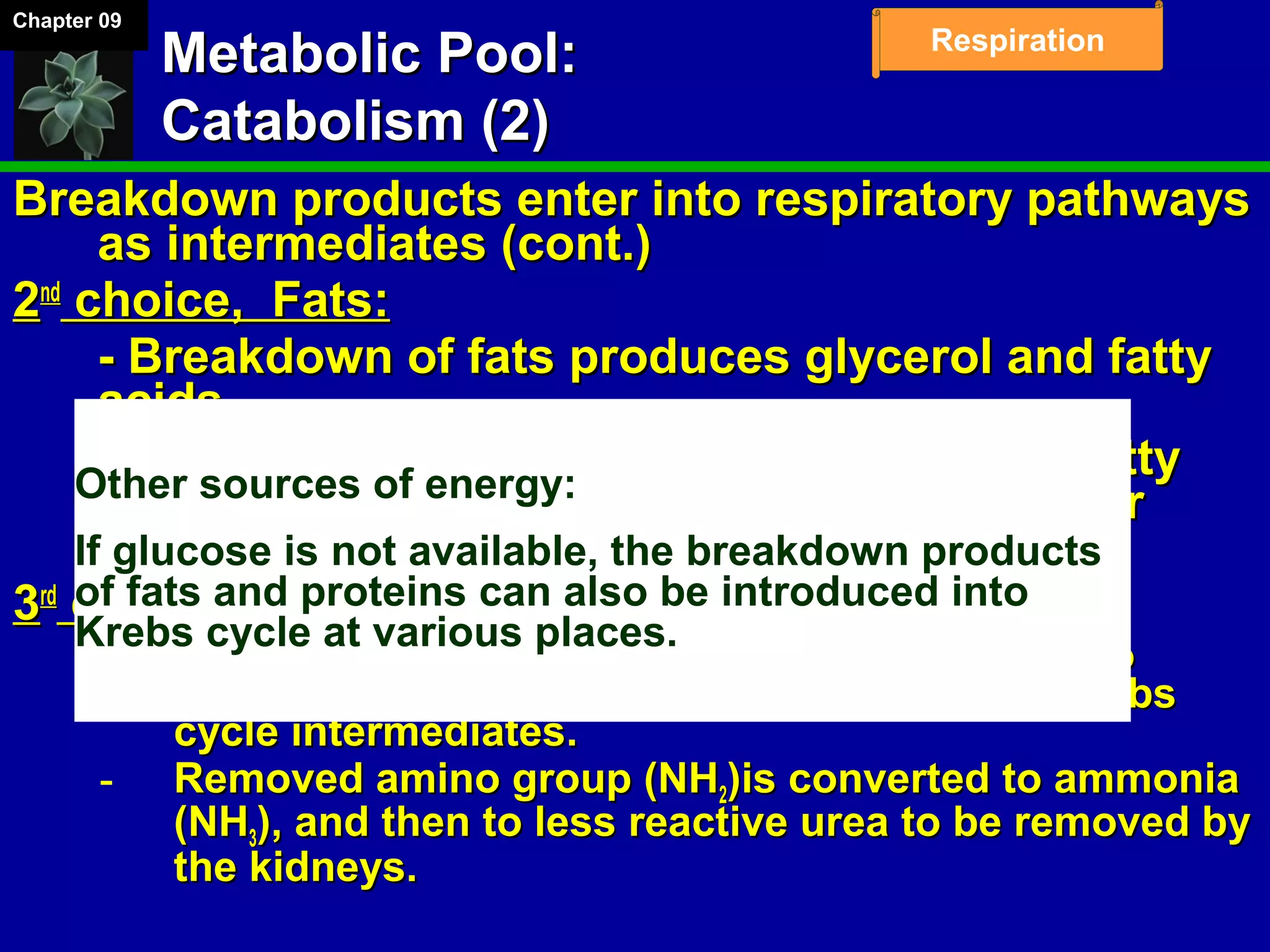 Chapter 09
Respiration
Metabolic Pool:Metabolic Pool:
Catabolism (2)Catabolism (2)
Breakdown products enter into respiratory pathwaysBreakdown products enter into respiratory pathways
as intermediates (cont.)as intermediates (cont.)
22ndnd
choice, Fats:choice, Fats:
- Breakdown of fats produces glycerol and fatty- Breakdown of fats produces glycerol and fatty
acids.acids.
- Glycerol enters the glycolysis pathway, Fatty- Glycerol enters the glycolysis pathway, Fatty
acids are converted to actetyl-CoA and enteracids are converted to actetyl-CoA and enter
Krebs cycle.Krebs cycle.
33rdrd
choice, Proteins:choice, Proteins:
­ Deaminated in the liver and can be converted toDeaminated in the liver and can be converted to
pyruvate, or acetyl-CoA, or one of the other Krebspyruvate, or acetyl-CoA, or one of the other Krebs
cycle intermediates.cycle intermediates.
­ Removed amino group (NHRemoved amino group (NH22)is converted to ammonia)is converted to ammonia
(NH(NH33), and then to less reactive urea to be removed by), and then to less reactive urea to be removed by
the kidneys.the kidneys.
Other sources of energy:
If glucose is not available, the breakdown products
of fats and proteins can also be introduced into
Krebs cycle at various places.
 