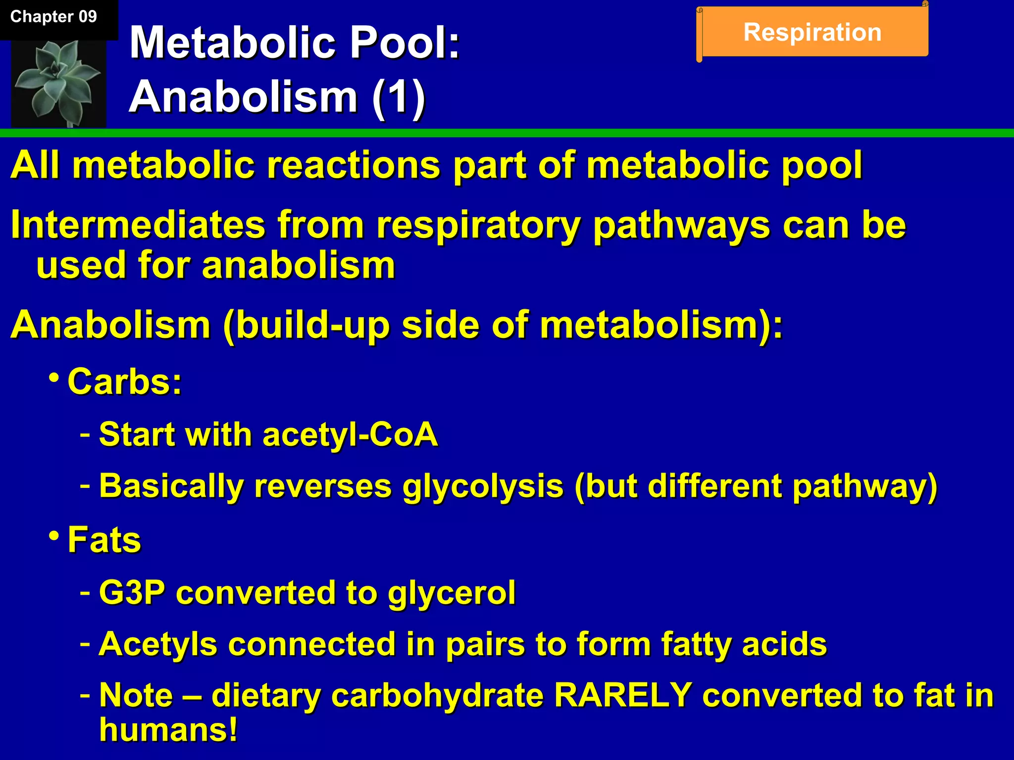 Chapter 09
Respiration
Metabolic Pool:Metabolic Pool:
Anabolism (1)Anabolism (1)
All metabolic reactions part of metabolic poolAll metabolic reactions part of metabolic pool
Intermediates from respiratory pathways can beIntermediates from respiratory pathways can be
used for anabolismused for anabolism
Anabolism (build-up side of metabolism):Anabolism (build-up side of metabolism):
 Carbs:Carbs:
­ Start with acetyl-CoAStart with acetyl-CoA
­ Basically reverses glycolysis (but different pathway)Basically reverses glycolysis (but different pathway)
 FatsFats
­ G3P converted to glycerolG3P converted to glycerol
­ Acetyls connected in pairs to form fatty acidsAcetyls connected in pairs to form fatty acids
­ Note – dietary carbohydrate RARELY converted to fat inNote – dietary carbohydrate RARELY converted to fat in
humans!humans!
 