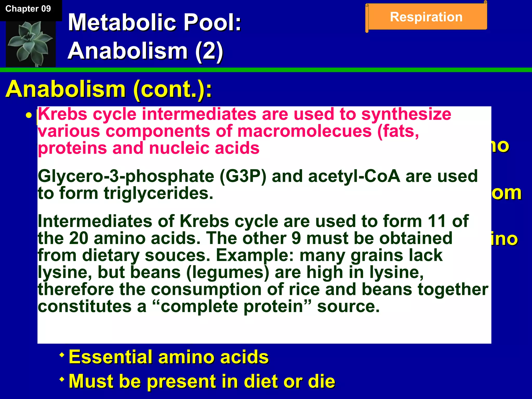 Chapter 09
Respiration
Metabolic Pool:Metabolic Pool:
Anabolism (2)Anabolism (2)
Anabolism (cont.):Anabolism (cont.):
Proteins:Proteins:
­ Made up of combinations of 20 different aminoMade up of combinations of 20 different amino
acidsacids
­ Some amino acids (11) can be synthesized fromSome amino acids (11) can be synthesized from
respiratory intermediatesrespiratory intermediates
 organic acids in citric acid cycle can make aminoorganic acids in citric acid cycle can make amino
acidsacids
 Add NHAdd NH22 – transamination– transamination
­ However, other amino acids (9) cannot beHowever, other amino acids (9) cannot be
synthesized by humanssynthesized by humans
 Essential amino acidsEssential amino acids
 Must be present in diet or dieMust be present in diet or die
Krebs cycle intermediates are used to synthesize
various components of macromolecues (fats,
proteins and nucleic acids
Glycero-3-phosphate (G3P) and acetyl-CoA are used
to form triglycerides.
Intermediates of Krebs cycle are used to form 11 of
the 20 amino acids. The other 9 must be obtained
from dietary souces. Example: many grains lack
lysine, but beans (legumes) are high in lysine,
therefore the consumption of rice and beans together
constitutes a “complete protein” source.
 