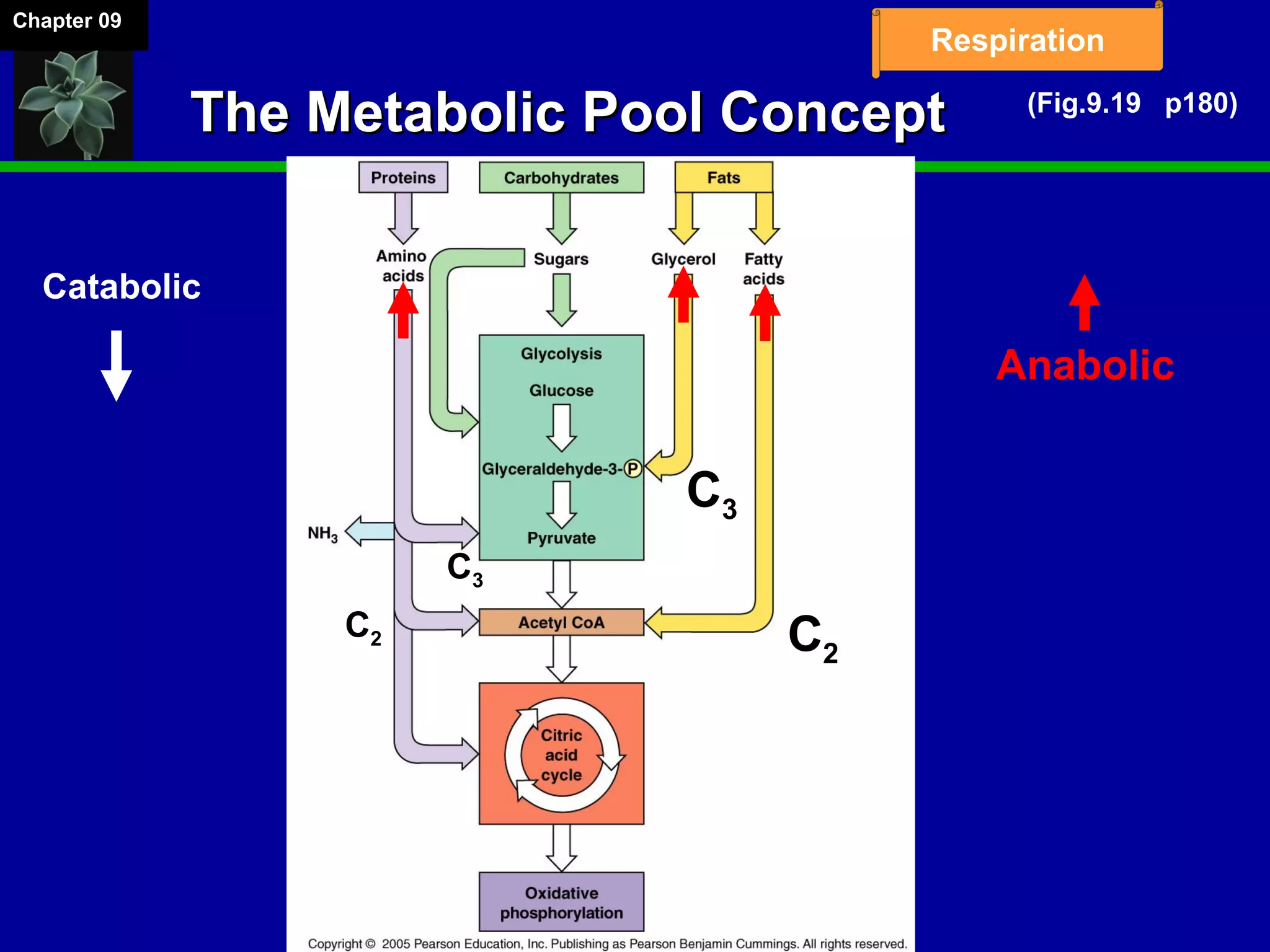 Chapter 09
Respiration
The Metabolic Pool ConceptThe Metabolic Pool Concept
C3
C2
C3
C2
Catabolic
Anabolic
(Fig.9.19 p180)
 
