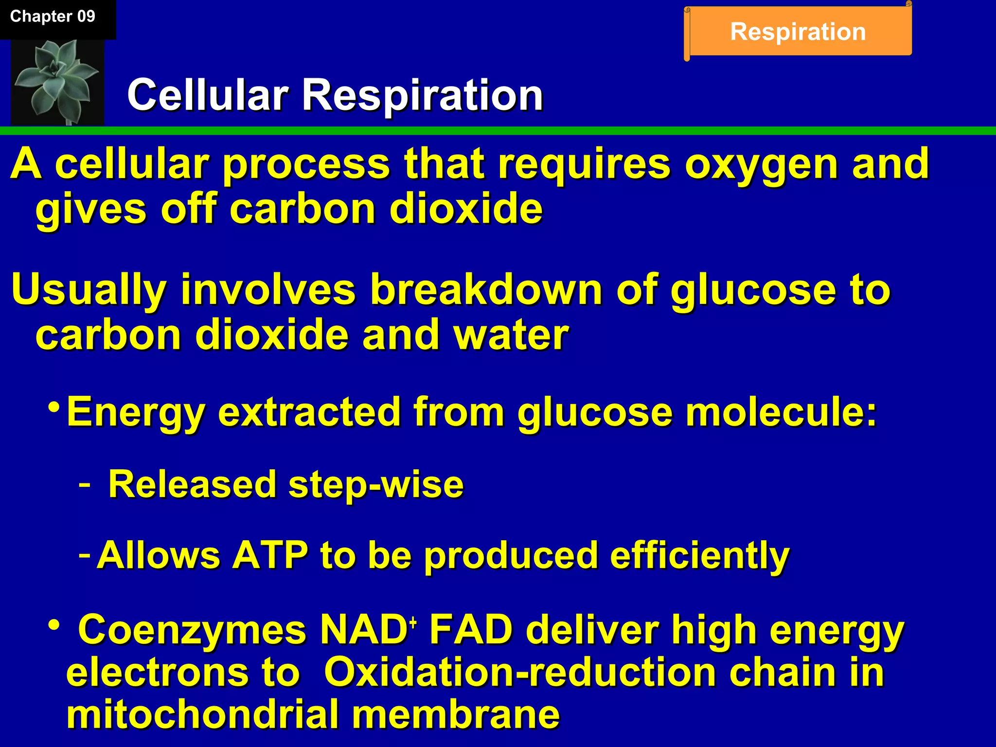 Chapter 09
Respiration
Cellular RespirationCellular Respiration
A cellular process that requires oxygen andA cellular process that requires oxygen and
gives off carbon dioxidegives off carbon dioxide
Usually involves breakdown of glucose toUsually involves breakdown of glucose to
carbon dioxide and watercarbon dioxide and water
Energy extracted from glucose molecule:Energy extracted from glucose molecule:
­ Released step-wiseReleased step-wise
­ Allows ATP to be produced efficientlyAllows ATP to be produced efficiently
 Coenzymes NADCoenzymes NAD++
FAD deliver high energyFAD deliver high energy
electrons to Oxidation-reduction chain inelectrons to Oxidation-reduction chain in
mitochondrial membranemitochondrial membrane
 