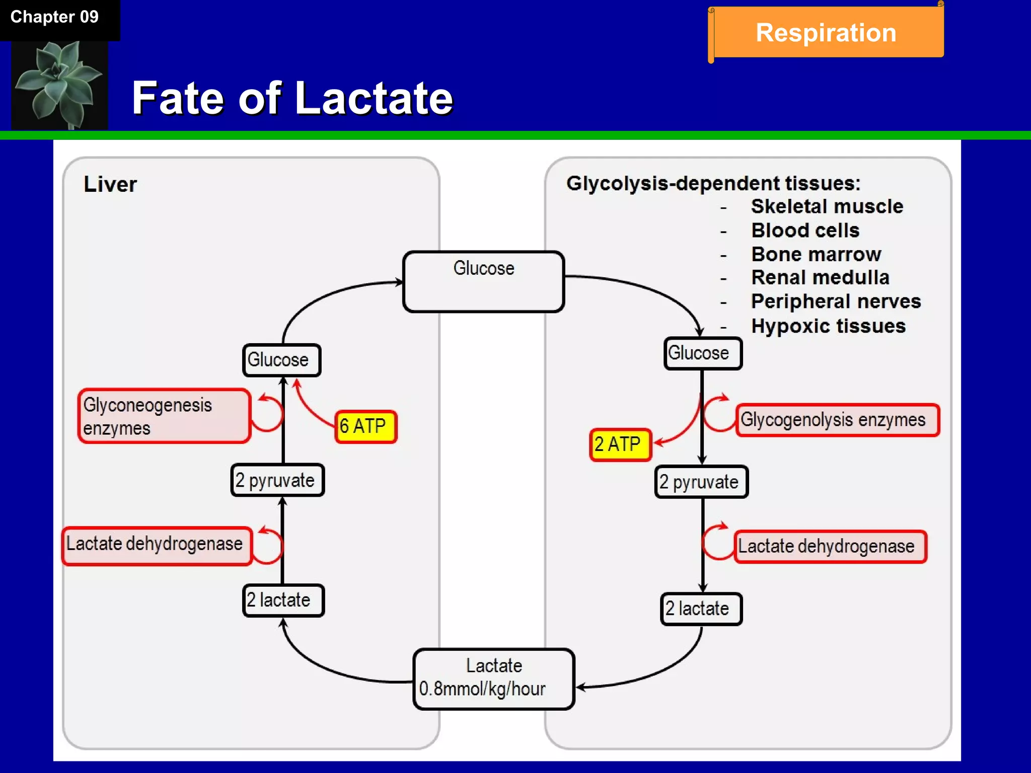 Fate of LactateFate of Lactate
Chapter 09
Respiration
 
