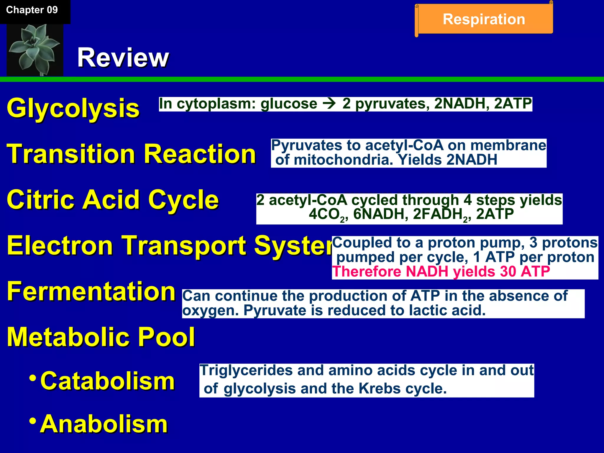 Chapter 09
Respiration
ReviewReview
GlycolysisGlycolysis
Transition ReactionTransition Reaction
Citric Acid CycleCitric Acid Cycle
Electron Transport SystemElectron Transport System
FermentationFermentation
Metabolic PoolMetabolic Pool
CatabolismCatabolism
AnabolismAnabolism
In cytoplasm: glucose  2 pyruvates, 2NADH, 2ATP
Pyruvates to acetyl-CoA on membrane
of mitochondria. Yields 2NADH
2 acetyl-CoA cycled through 4 steps yields
4CO2, 6NADH, 2FADH2, 2ATP
Coupled to a proton pump, 3 protons
pumped per cycle, 1 ATP per proton
Therefore NADH yields 30 ATP
Can continue the production of ATP in the absence of
oxygen. Pyruvate is reduced to lactic acid.
Triglycerides and amino acids cycle in and out
of glycolysis and the Krebs cycle.
 