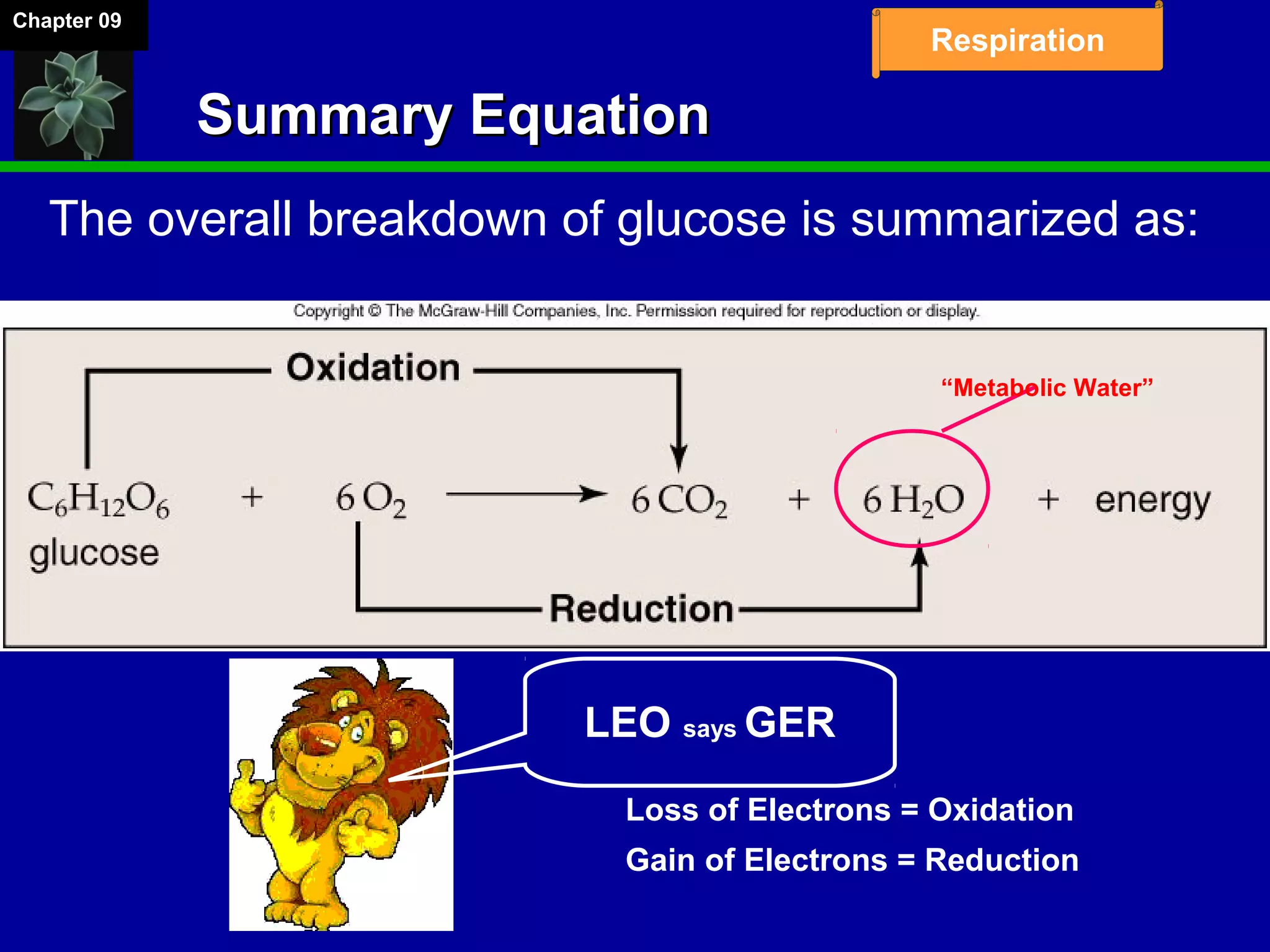 Chapter 09
Respiration
Summary EquationSummary Equation
LEO says GER
Loss of Electrons = Oxidation
Gain of Electrons = Reduction
The overall breakdown of glucose is summarized as:
“Metabolic Water”
 