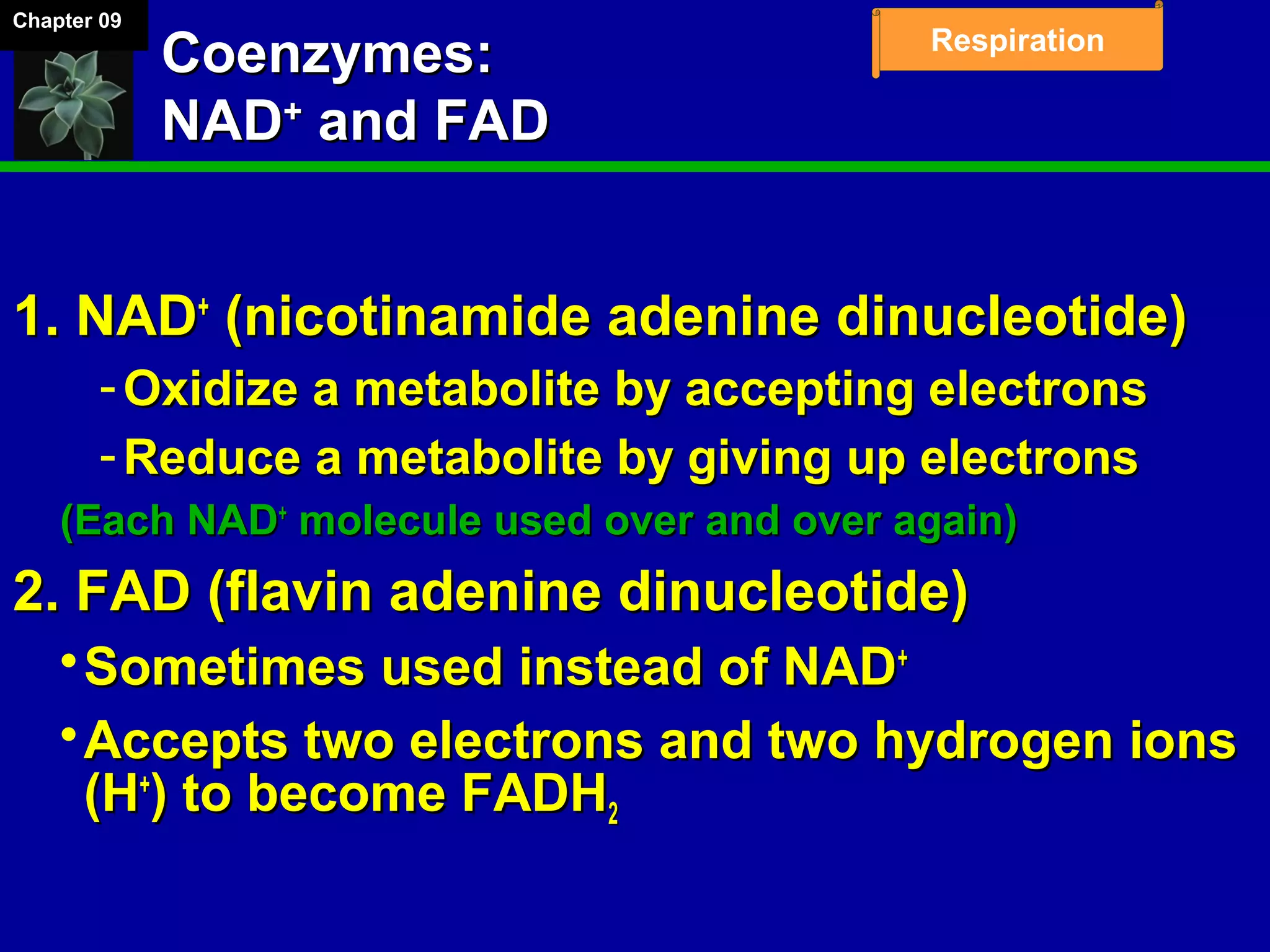 Chapter 09
Respiration
Coenzymes:Coenzymes:
NADNAD++
and FADand FAD
1. NAD1. NAD++
(nicotinamide adenine dinucleotide)(nicotinamide adenine dinucleotide)
­ Oxidize a metabolite by accepting electronsOxidize a metabolite by accepting electrons
­ Reduce a metabolite by giving up electronsReduce a metabolite by giving up electrons
(Each NAD(Each NAD++
molecule used over and over again)molecule used over and over again)
2. FAD (flavin adenine dinucleotide)2. FAD (flavin adenine dinucleotide)
Sometimes used instead of NADSometimes used instead of NAD++
Accepts two electrons and two hydrogen ionsAccepts two electrons and two hydrogen ions
(H(H++
) to become FADH) to become FADH22
 