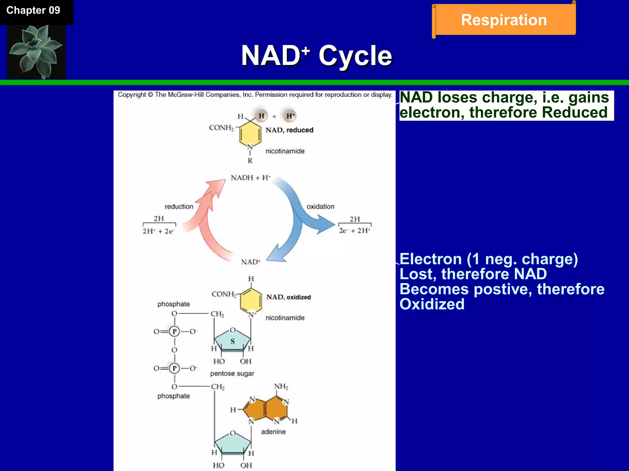 Chapter 09
Respiration
NADNAD++
CycleCycle
Electron (1 neg. charge)
Lost, therefore NAD
Becomes postive, therefore
Oxidized
NAD loses charge, i.e. gains
electron, therefore Reduced
 