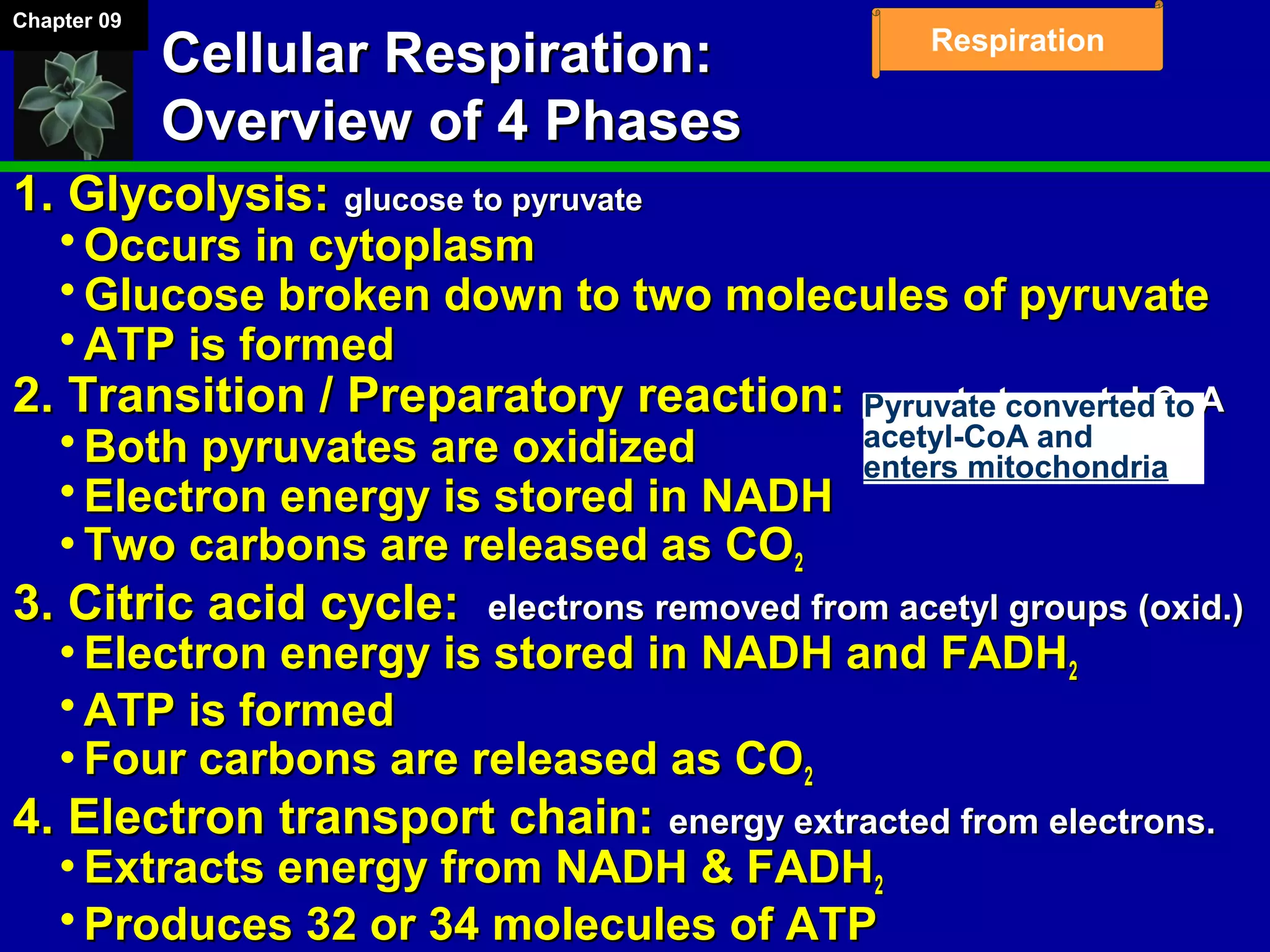 Chapter 09
Respiration
Cellular Respiration:Cellular Respiration:
Overview of 4 PhasesOverview of 4 Phases
1. Glycolysis:1. Glycolysis: glucose to pyruvateglucose to pyruvate
 Occurs in cytoplasmOccurs in cytoplasm
 Glucose broken down to two molecules of pyruvateGlucose broken down to two molecules of pyruvate
 ATP is formedATP is formed
2. Transition / Preparatory reaction:2. Transition / Preparatory reaction: pruvate to acetyl-CoApruvate to acetyl-CoA
 Both pyruvates are oxidizedBoth pyruvates are oxidized
 Electron energy is stored in NADHElectron energy is stored in NADH
 Two carbons are released as COTwo carbons are released as CO22
3. Citric acid cycle:3. Citric acid cycle: electrons removed from acetyl groups (oxid.)electrons removed from acetyl groups (oxid.)
 Electron energy is stored in NADH and FADHElectron energy is stored in NADH and FADH22
 ATP is formedATP is formed
 Four carbons are released as COFour carbons are released as CO22
4. Electron transport chain:4. Electron transport chain: energy extracted from electrons.energy extracted from electrons.
 Extracts energy from NADH & FADHExtracts energy from NADH & FADH22
 Produces 32 or 34 molecules of ATPProduces 32 or 34 molecules of ATP
Pyruvate converted to
acetyl-CoA and
enters mitochondria
 