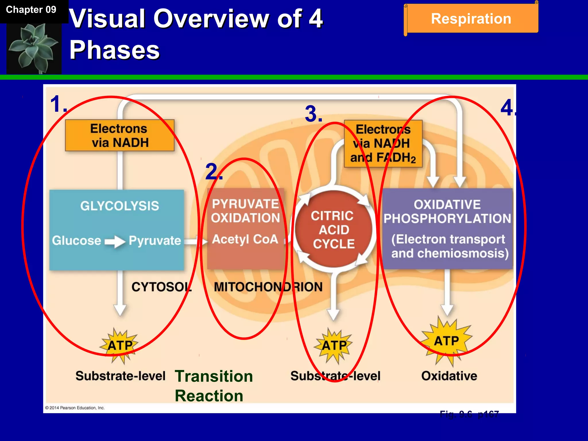 Chapter 09
RespirationVisual Overview of 4Visual Overview of 4
PhasesPhases
Transition
Reaction
1.
2.
3. 4.
Fig. 9.6 p167
 