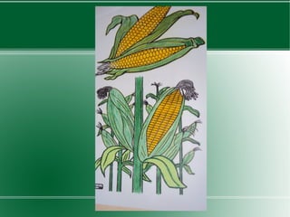 Slides - Professora Cláudia