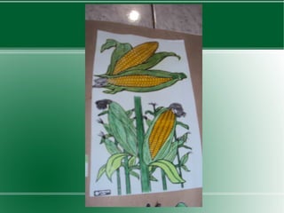 Slides - Professora Cláudia