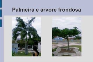 Palmeira e arvore frondosa 