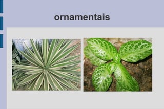 ornamentais 