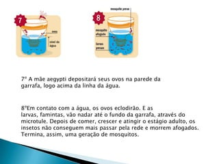 7º A mãe aegypti depositará seus ovos na parede da
garrafa, logo acima da linha da água.
8ºEm contato com a água, os ovos eclodirão. E as
larvas, famintas, vão nadar até o fundo da garrafa, através do
microtule. Depois de comer, crescer e atingir o estágio adulto, os
insetos não conseguem mais passar pela rede e morrem afogados.
Termina, assim, uma geração de mosquitos.
 